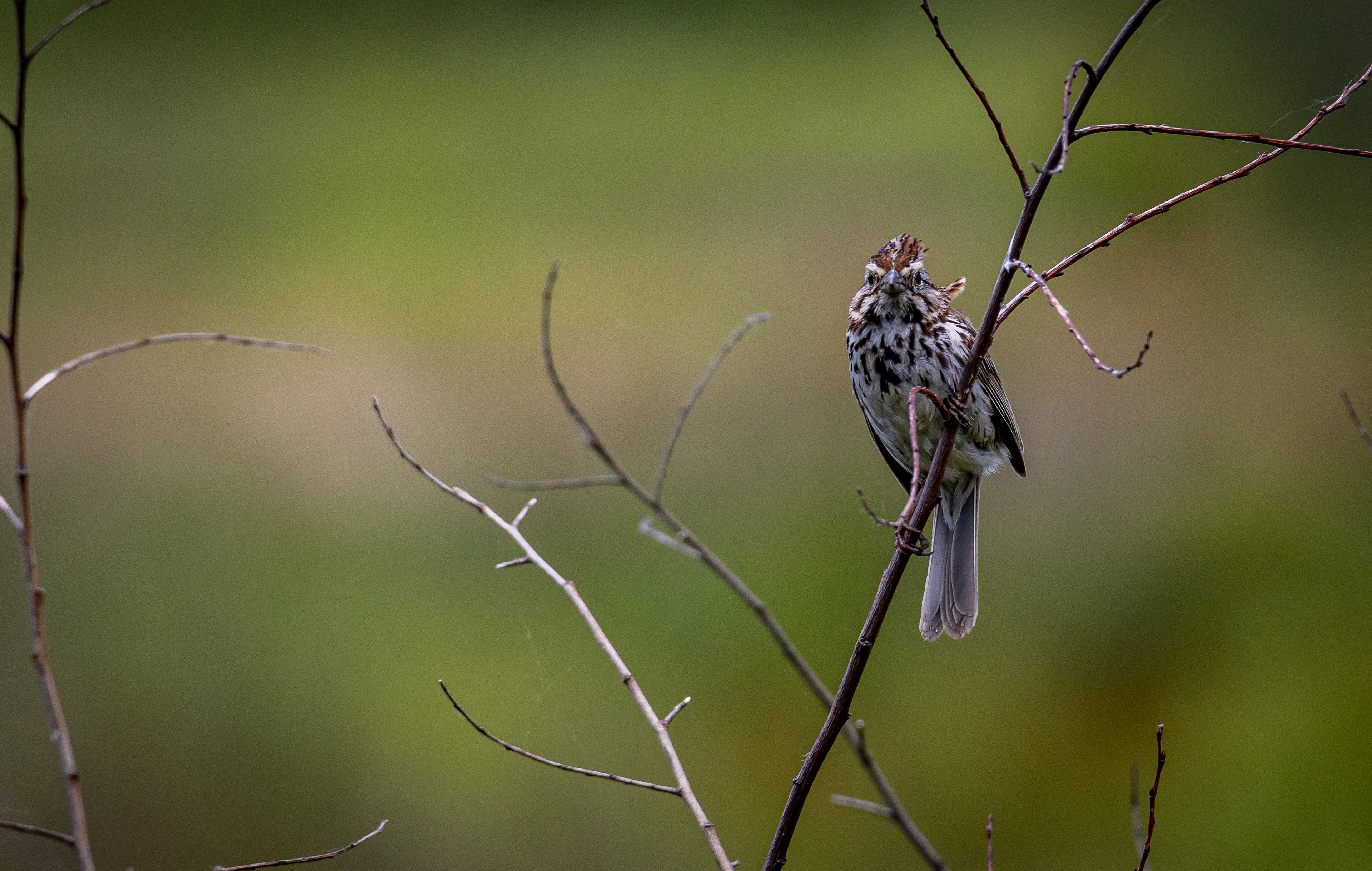Song Sparrow