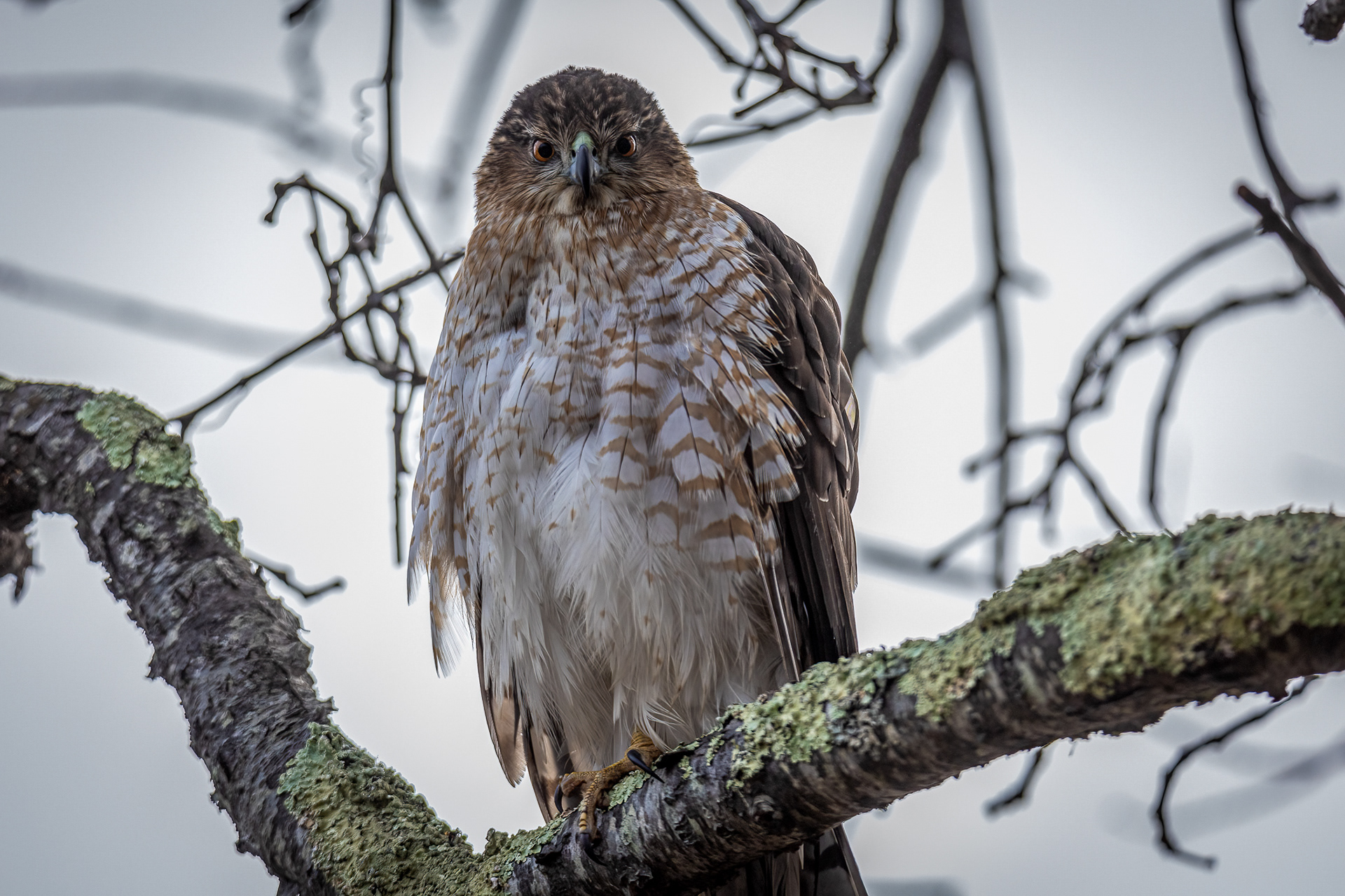 Cooper's hawk