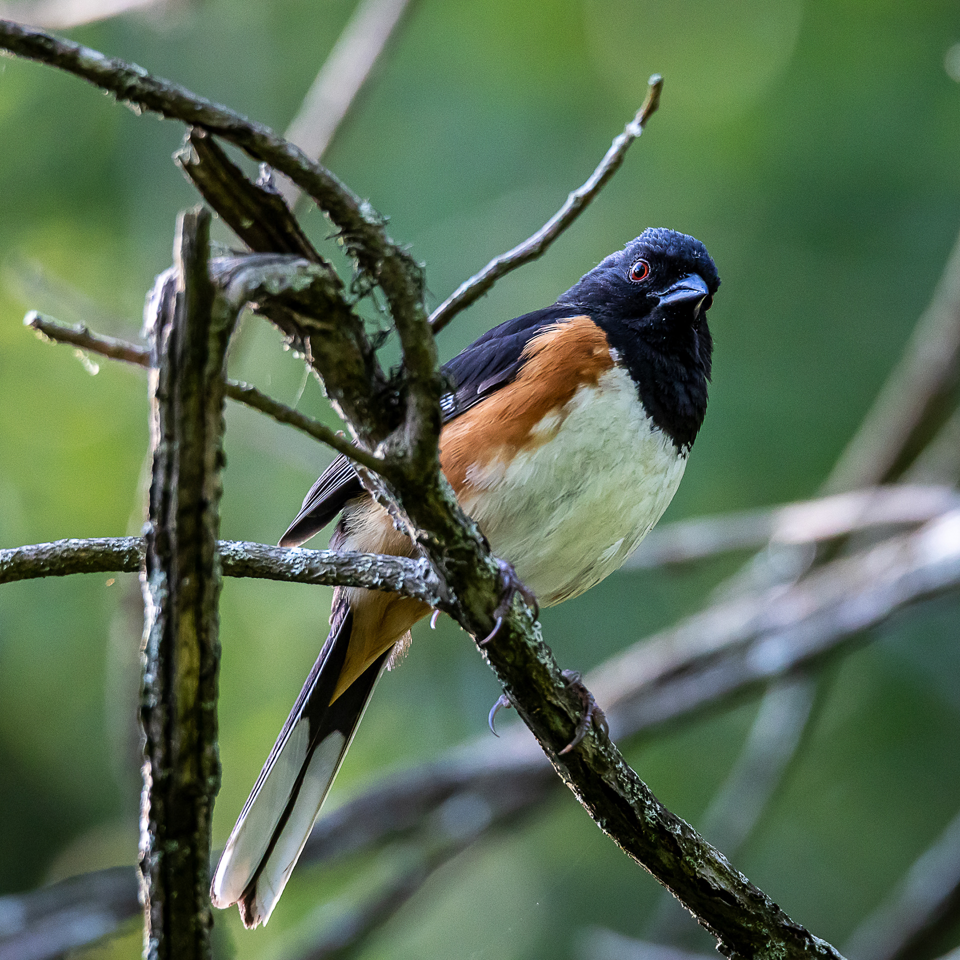 Eastern Towhee