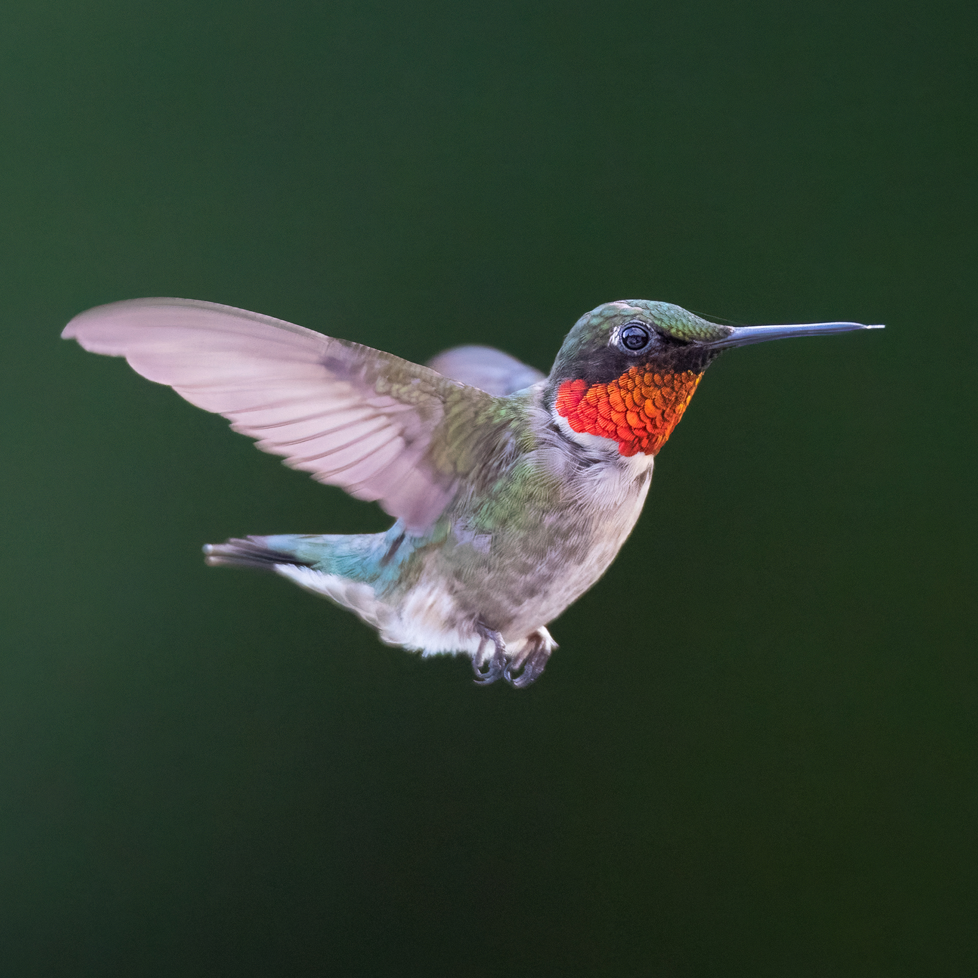 Ruby-throated Hummingbird (m)