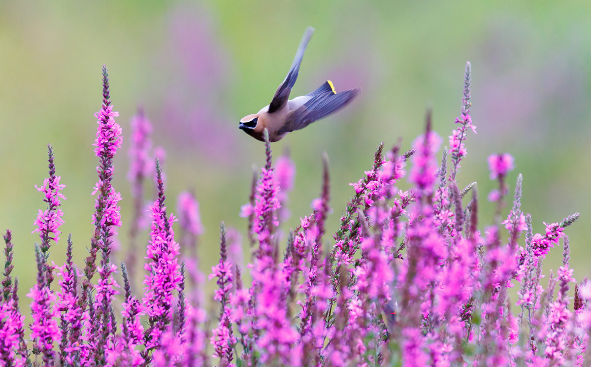 Waxwing in flight