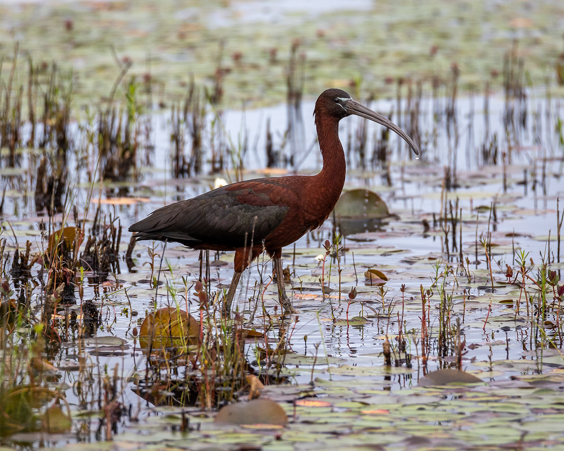 Glossy Ibis