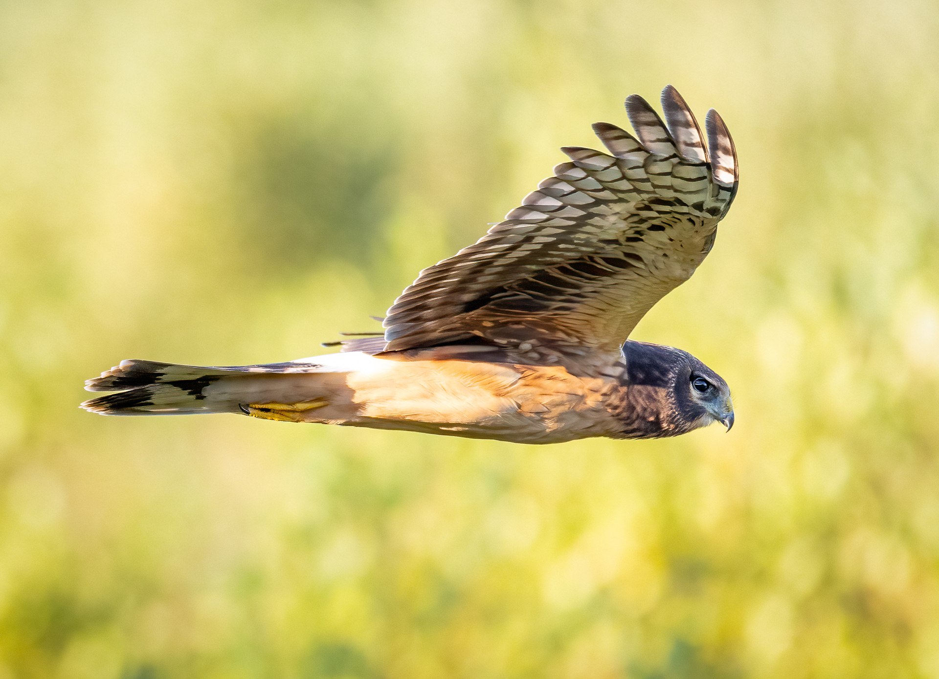 Northern Harrier