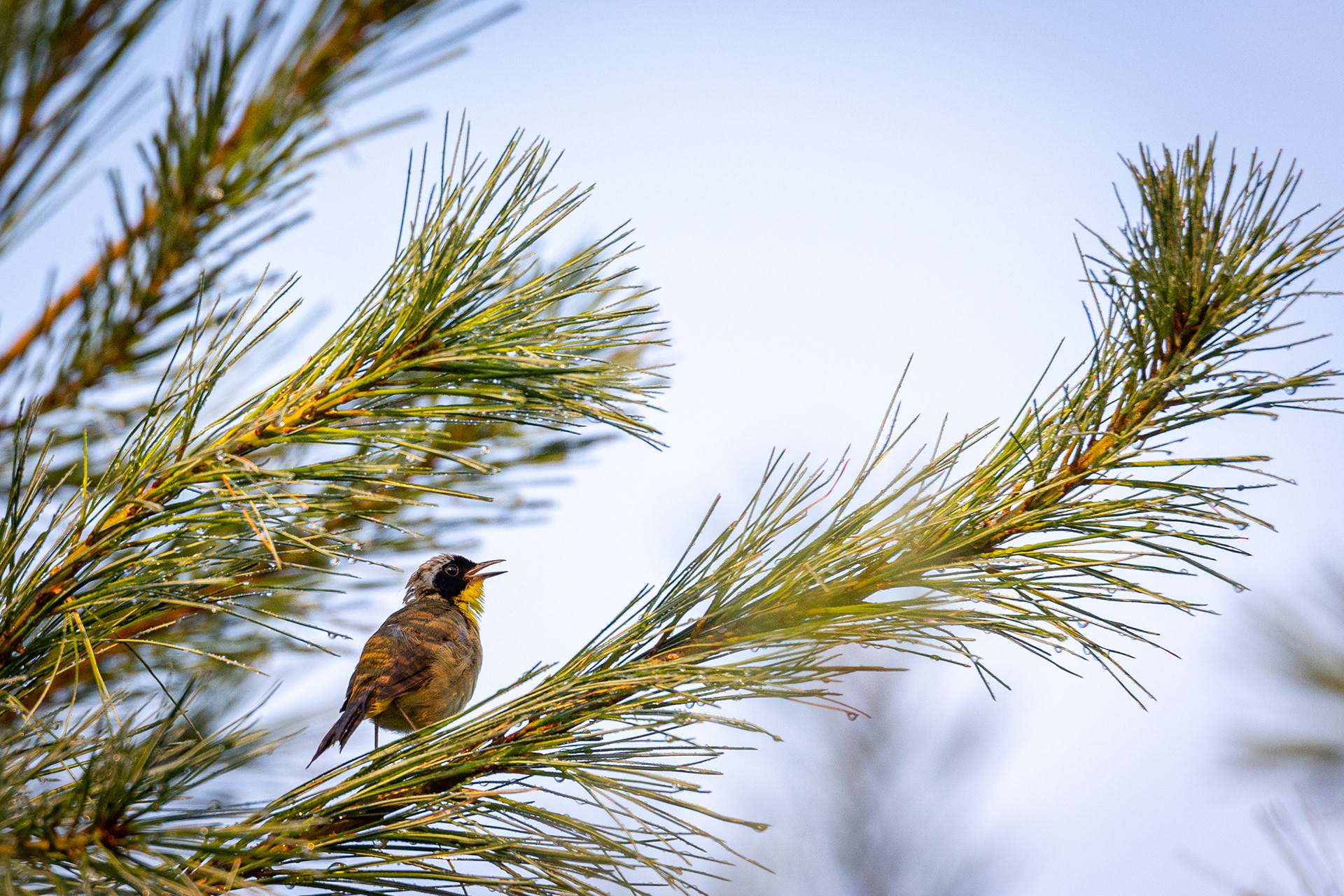 Common Yellow Throat