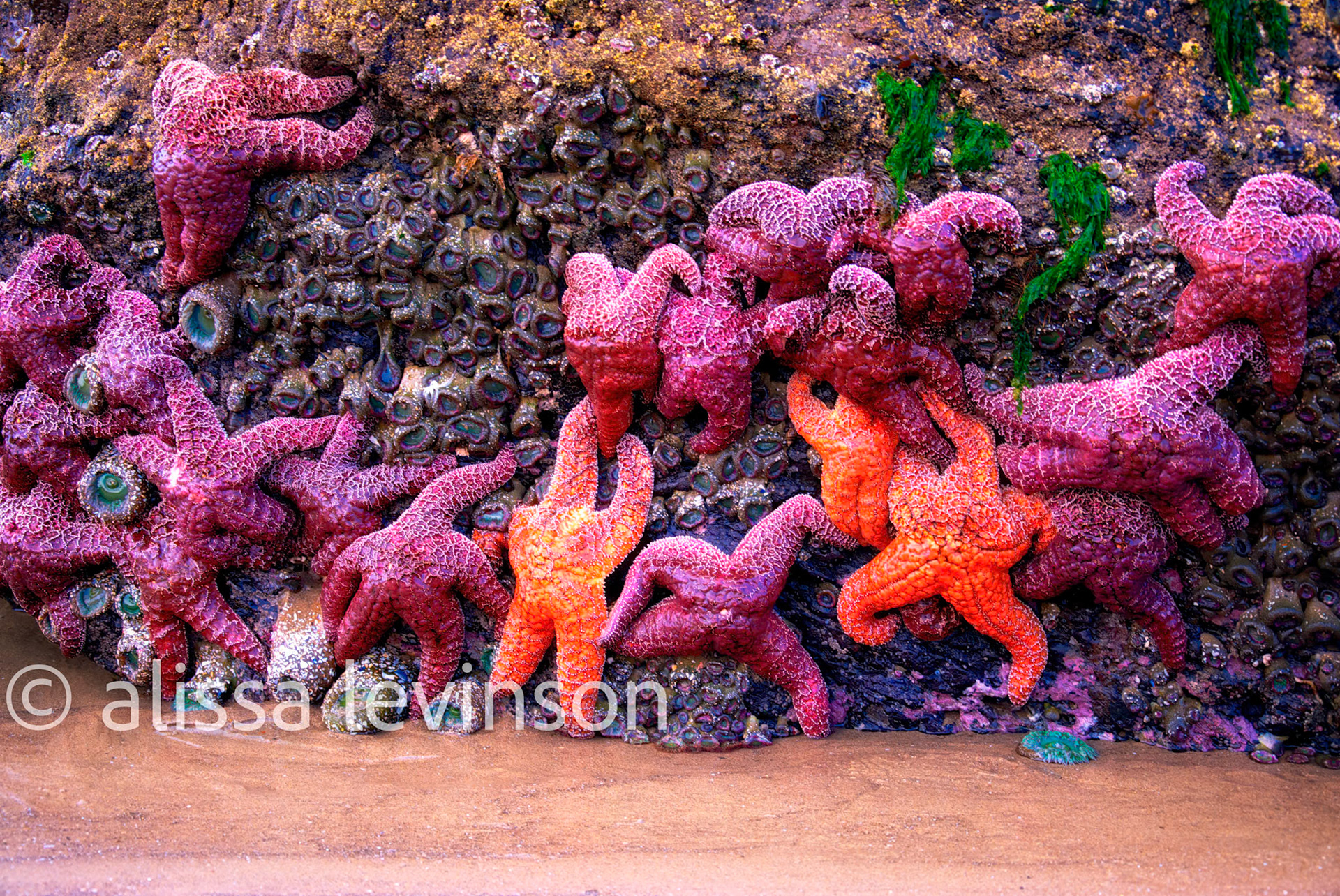 Starfish, Cannon Beach