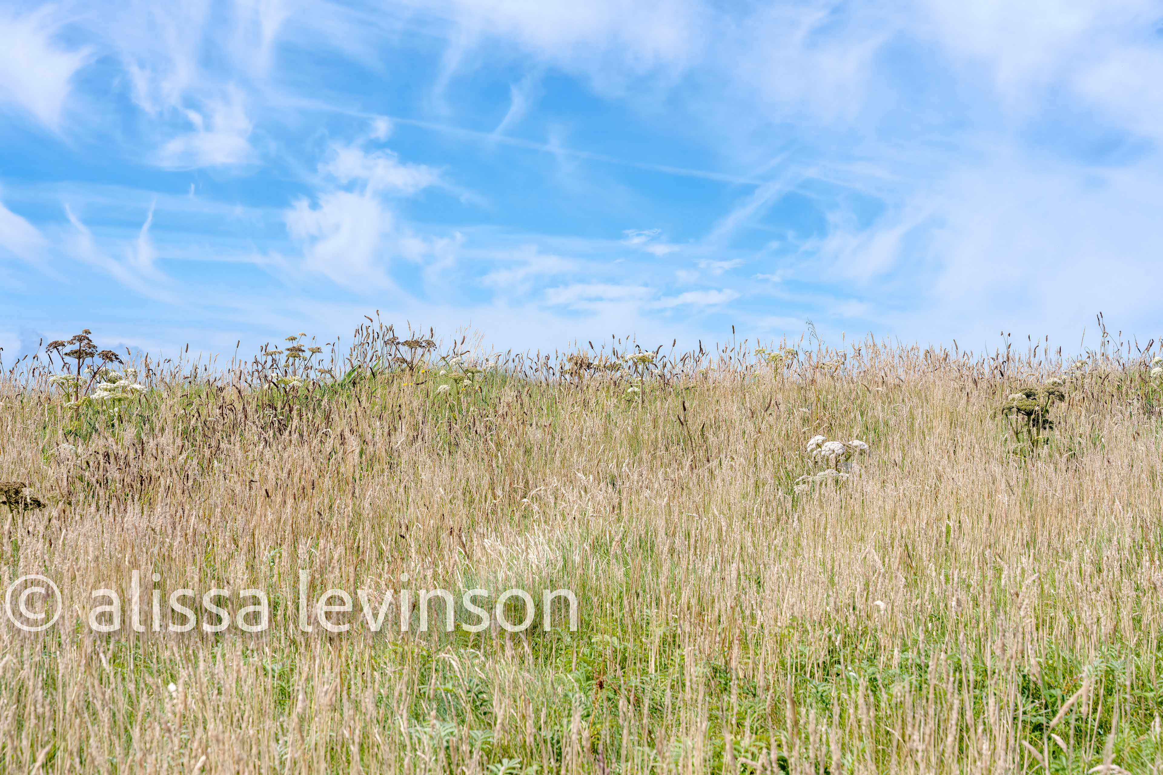 Meadow