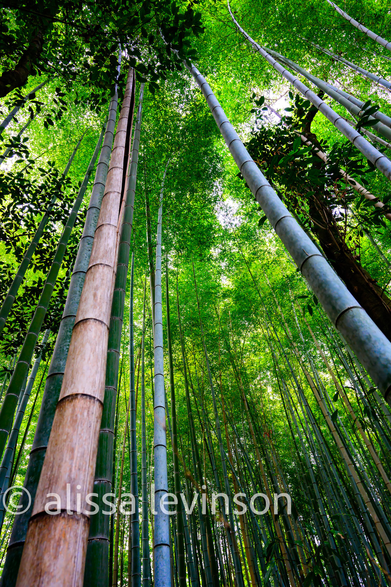 Bamboo Trees, Kyoto