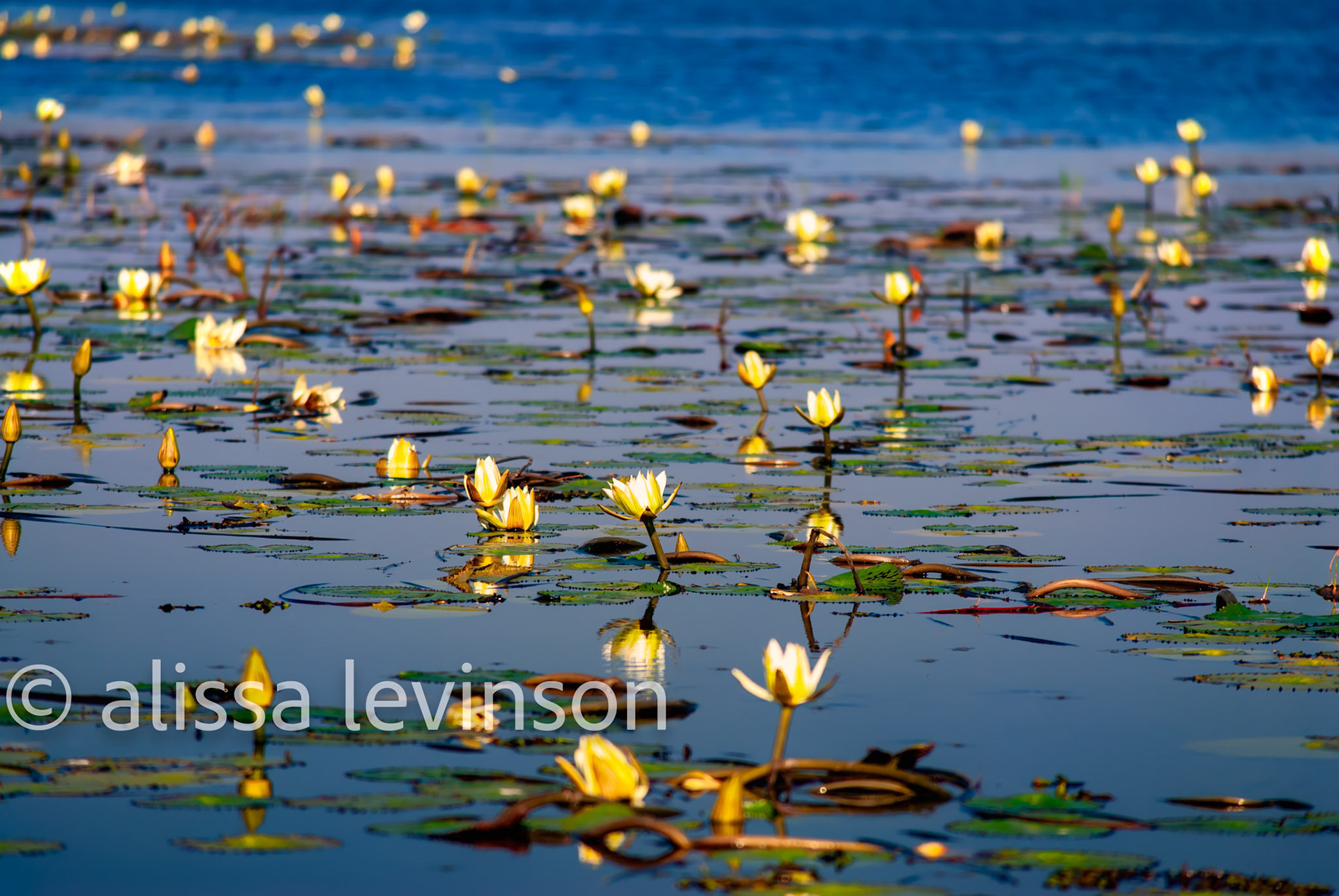 Yellow Flowers, Chobe River