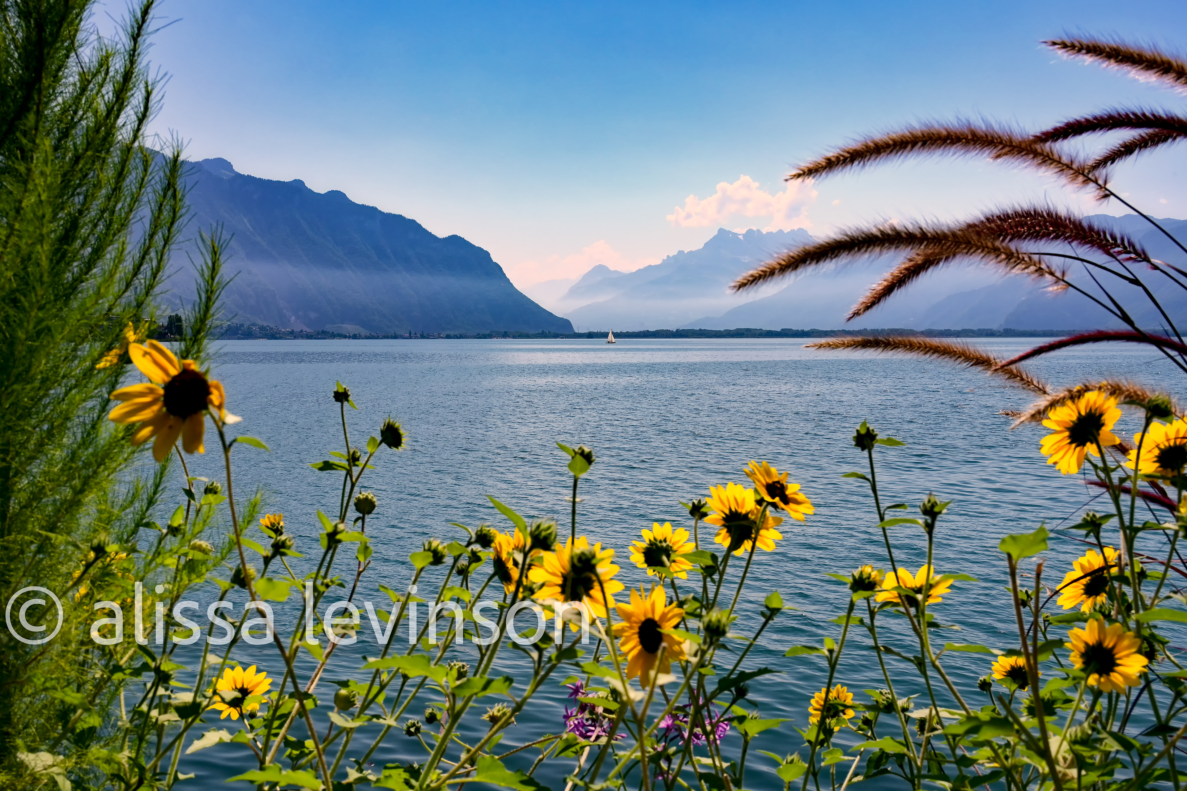 Flowers, Montreux