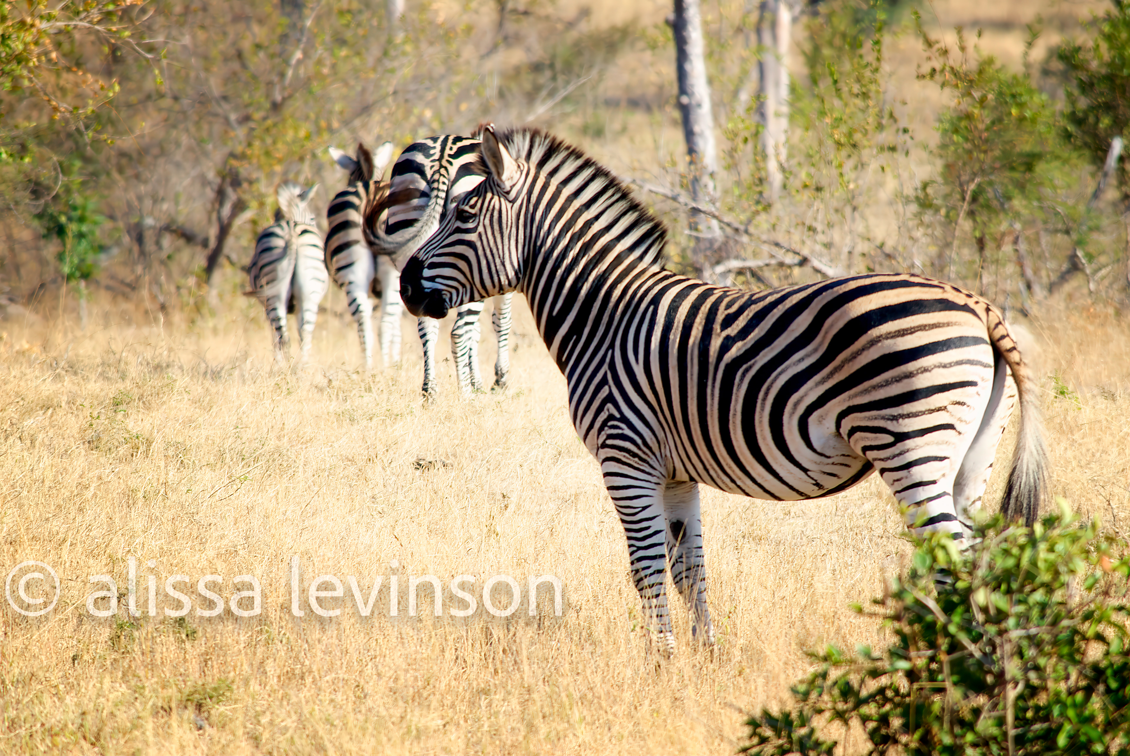 Zebras, Sabi Sands