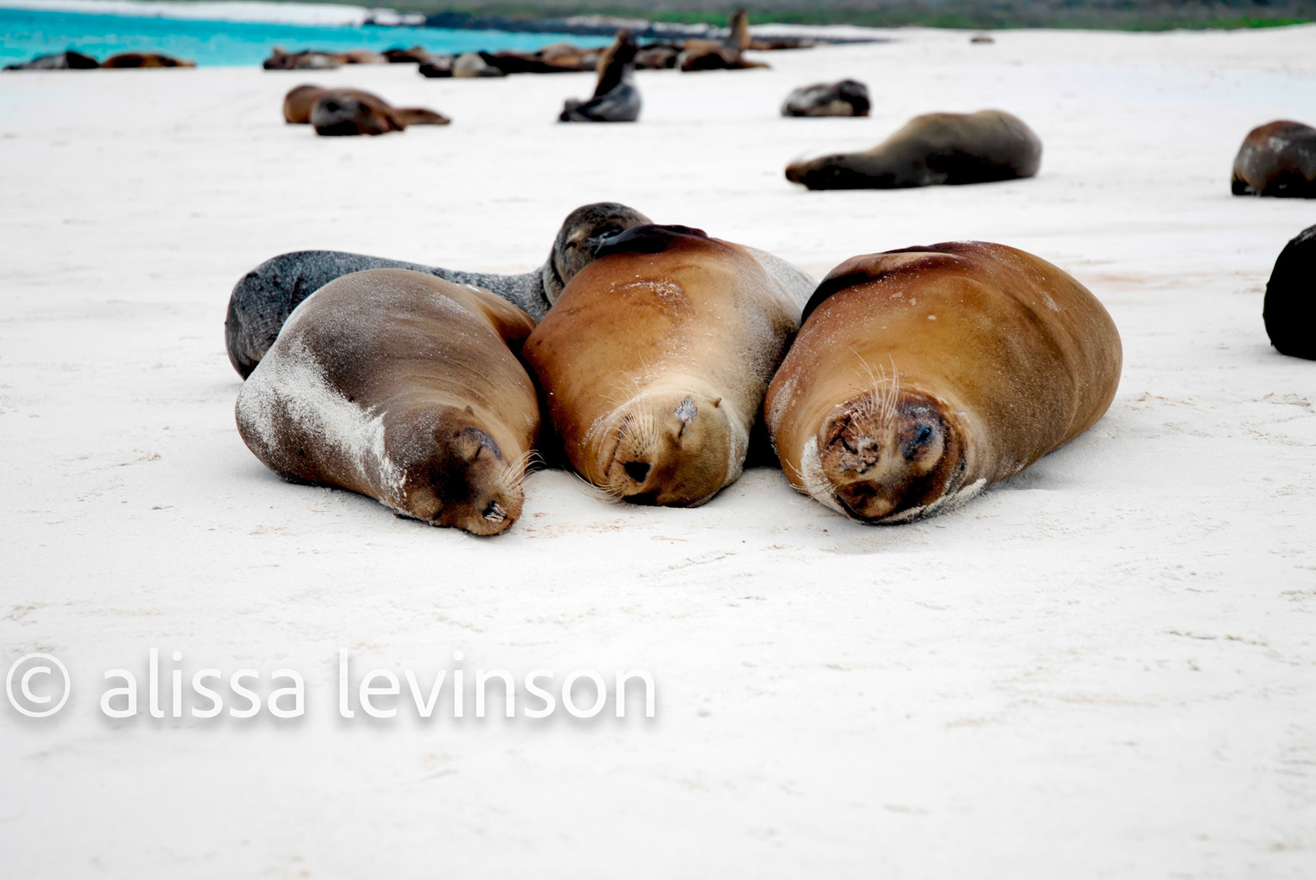 Sea Lions