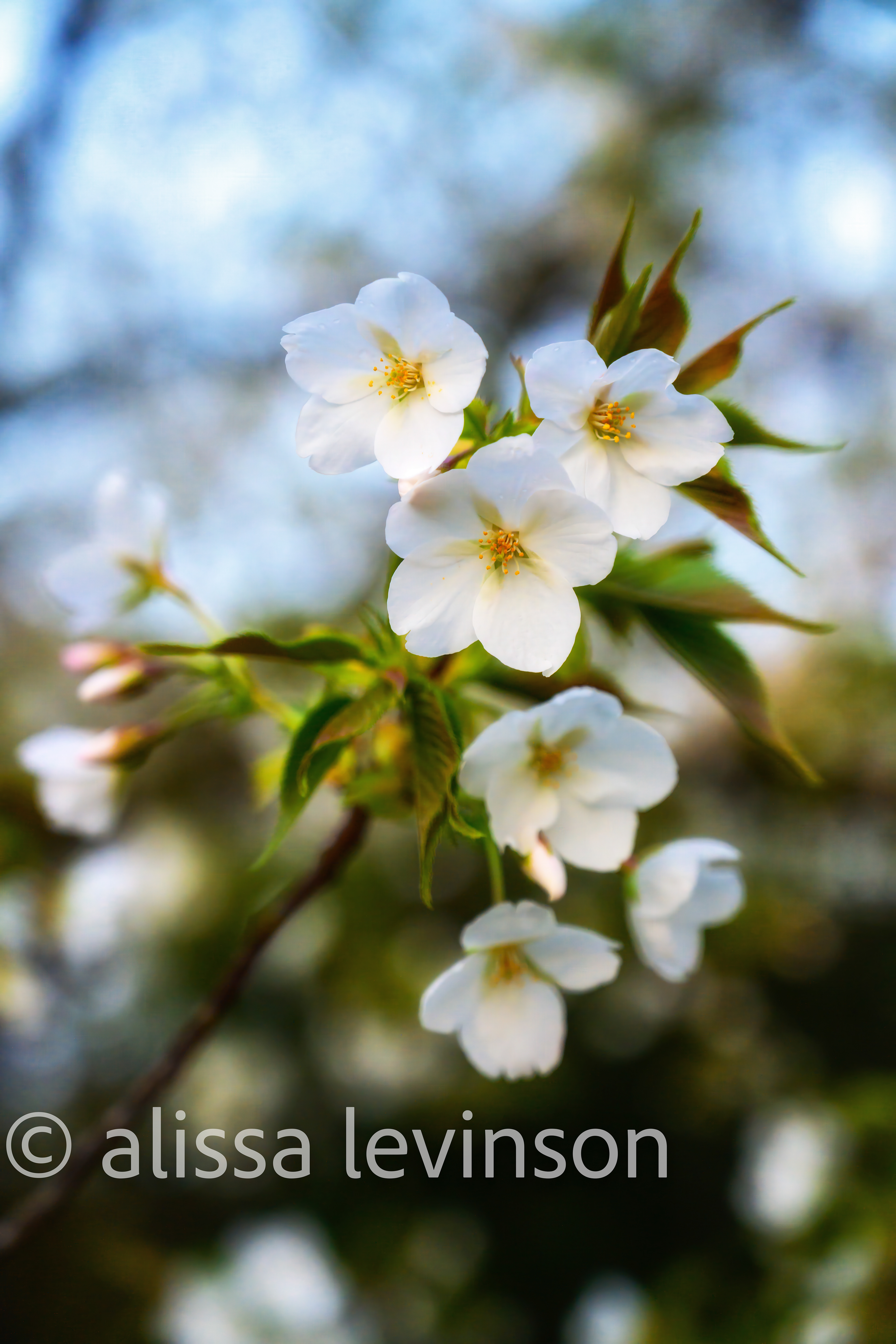 Cherry Blossoms, Kyoto