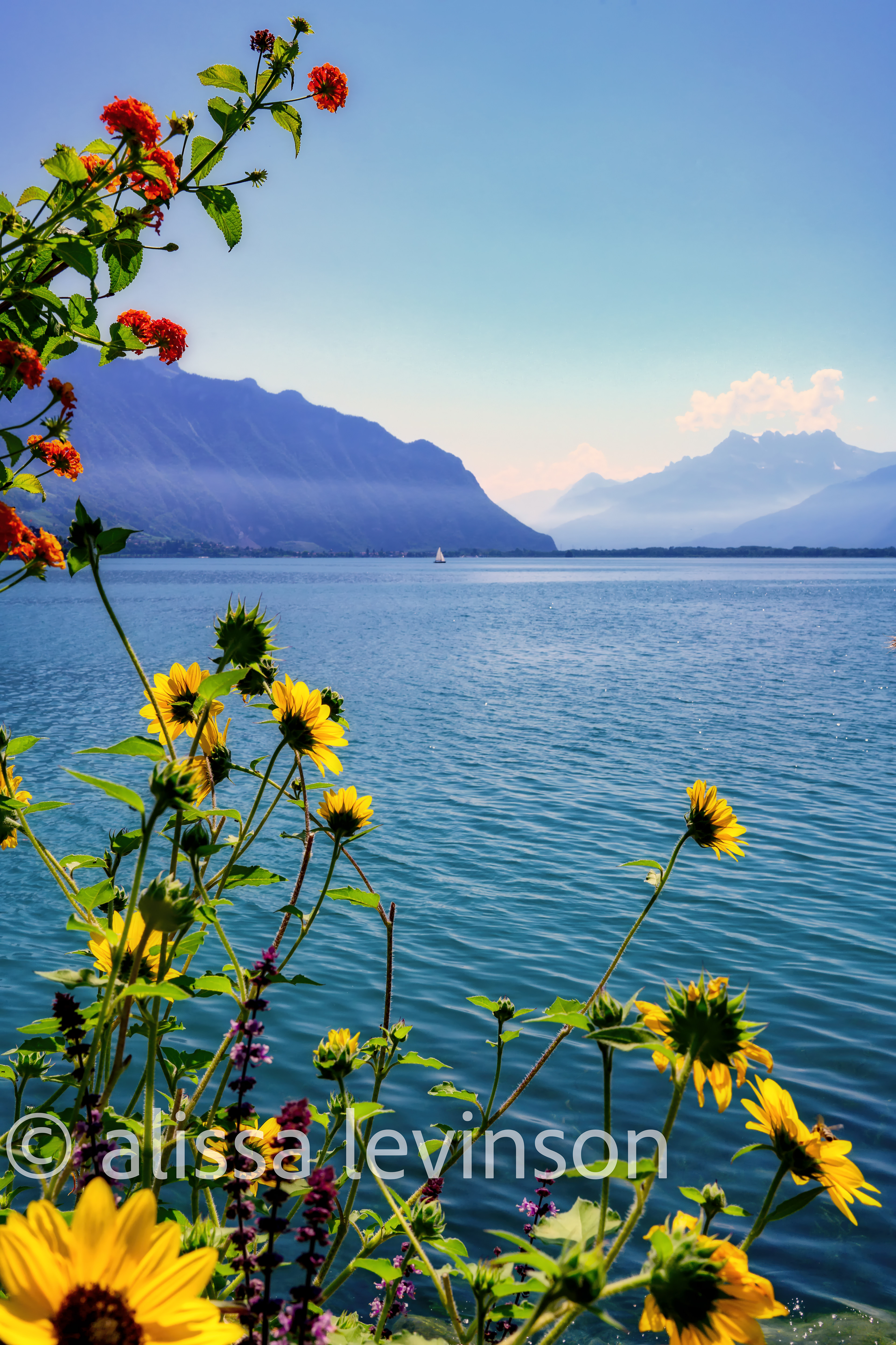 Flowers, Montreux 2