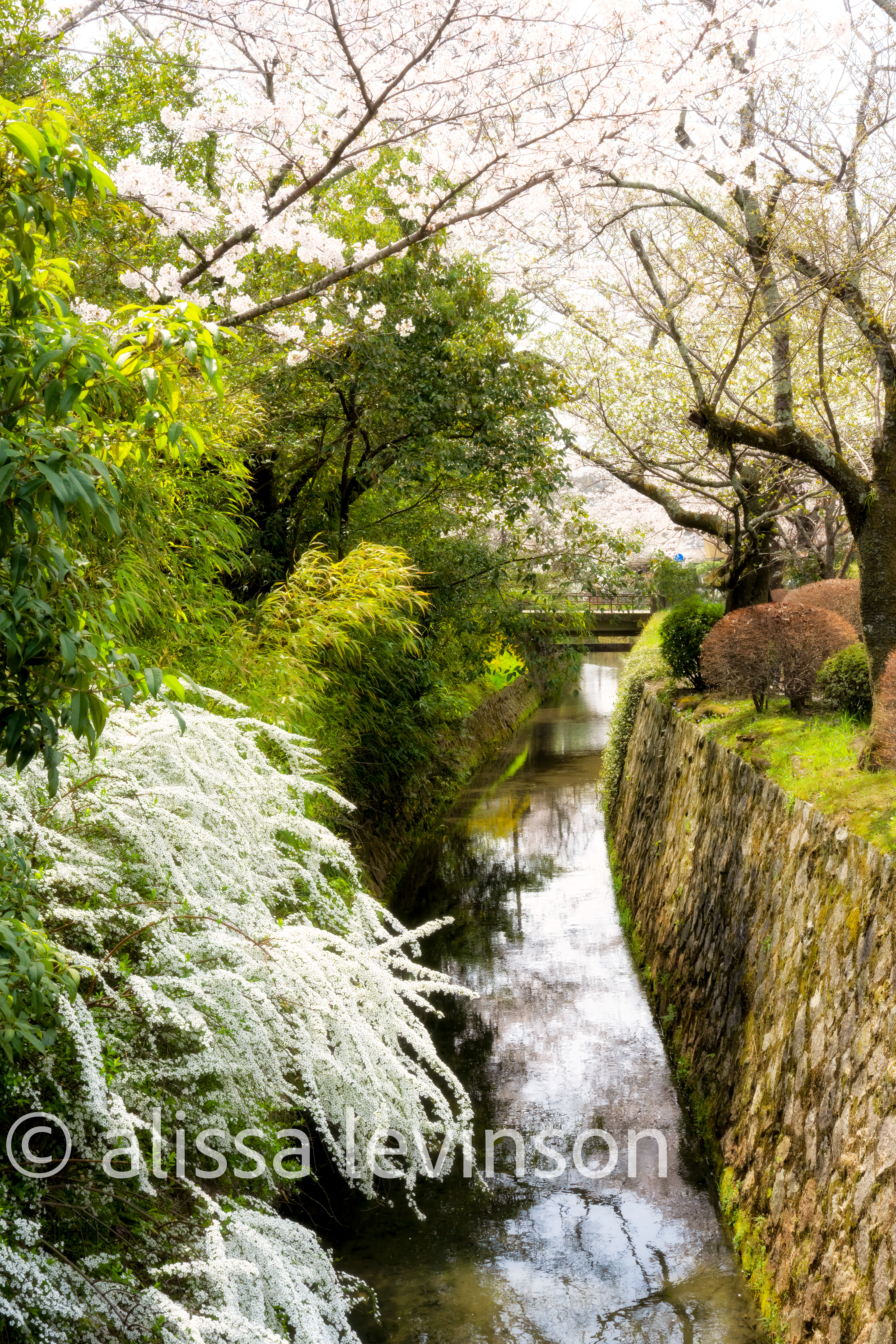Philosopher's Path, Kyoto