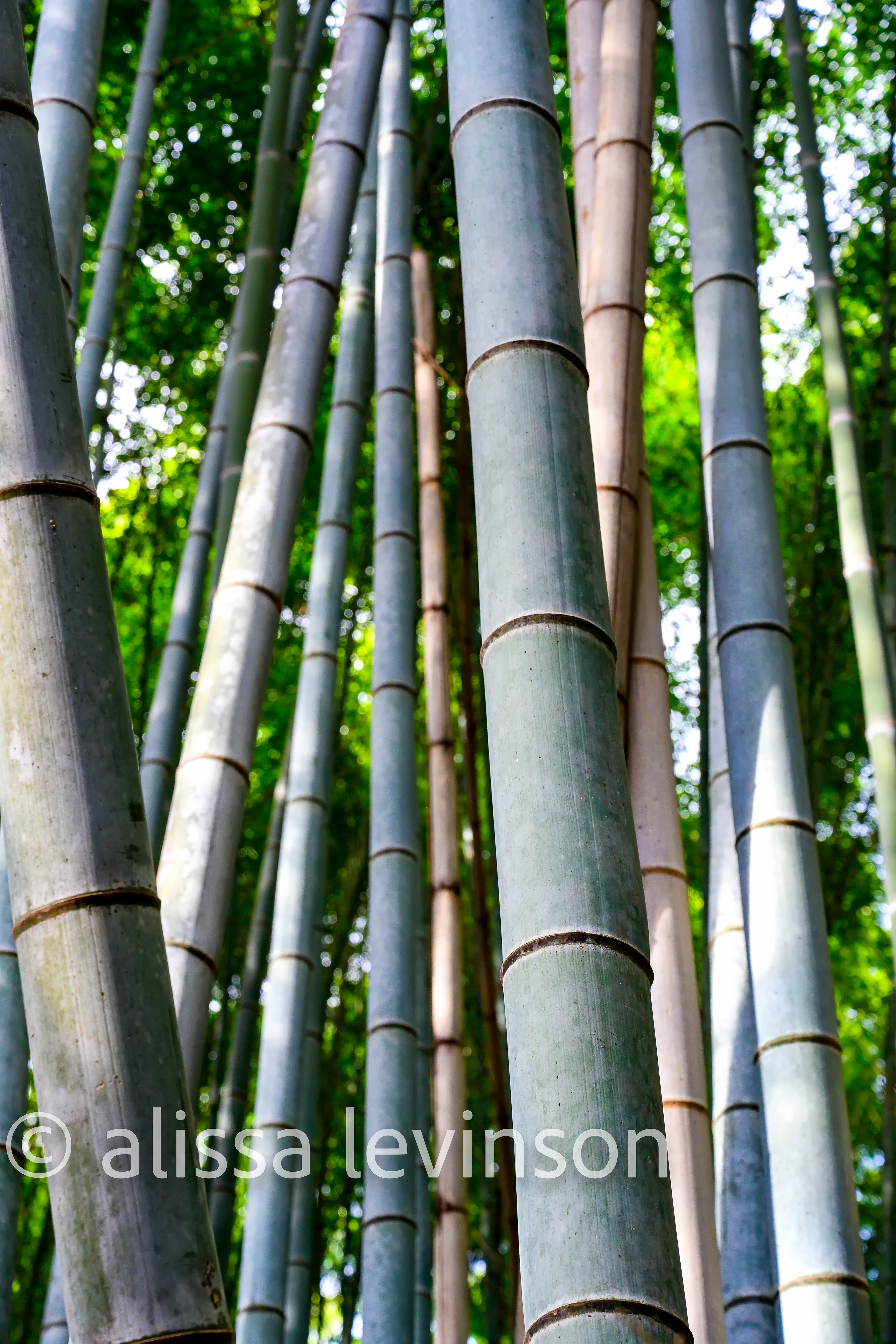 Bamboo