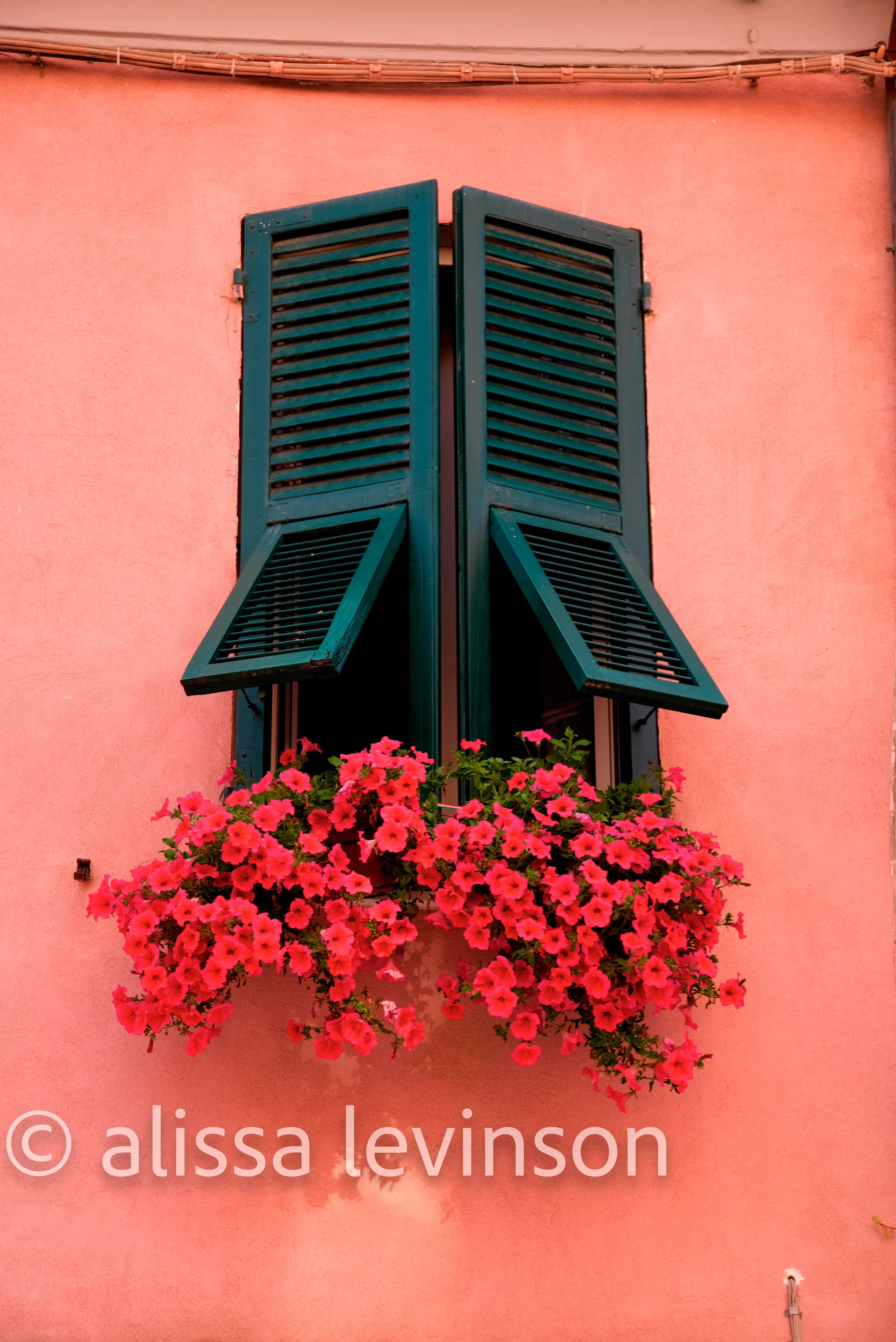 Flowers, Italy