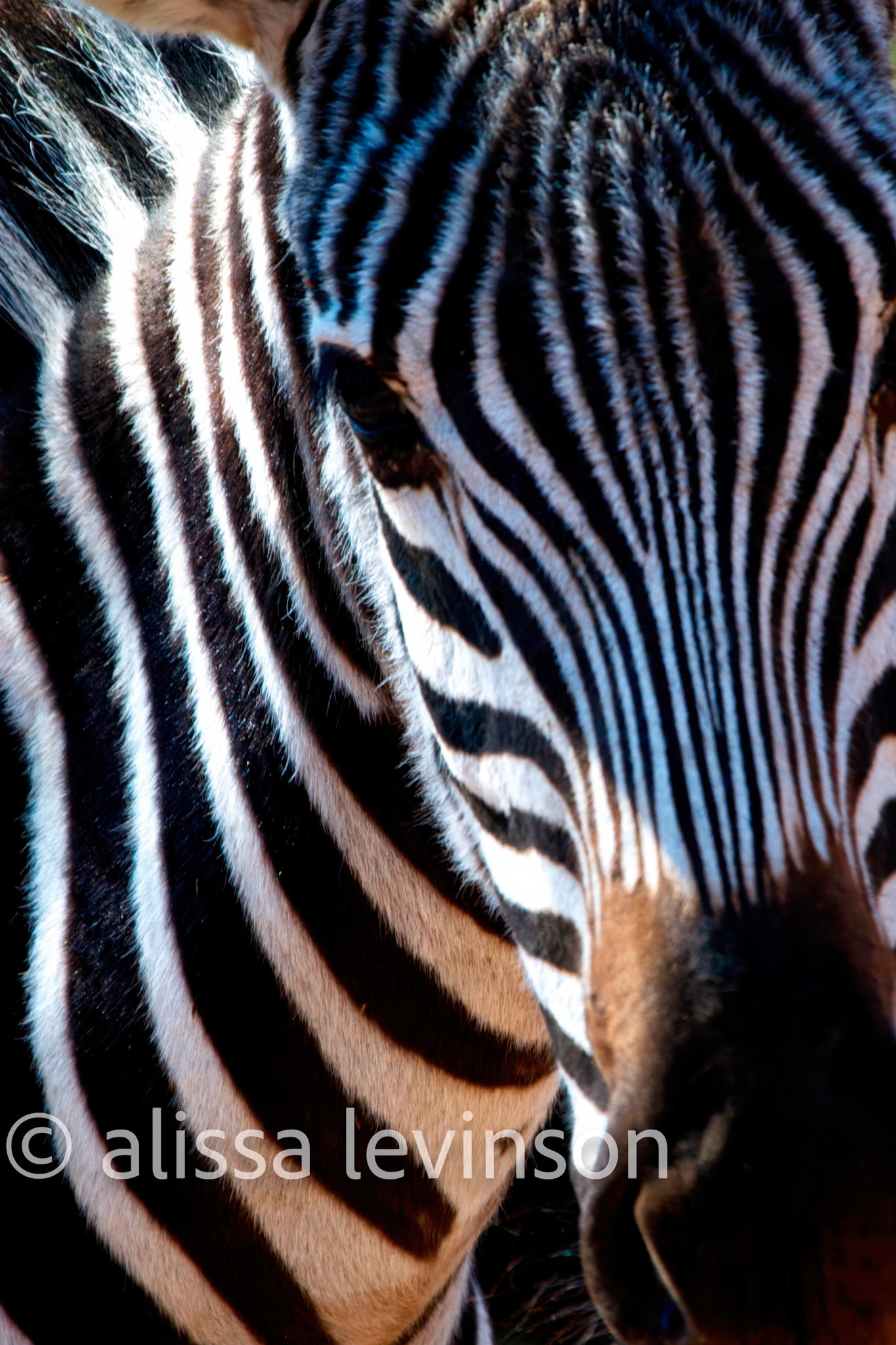 Zebra