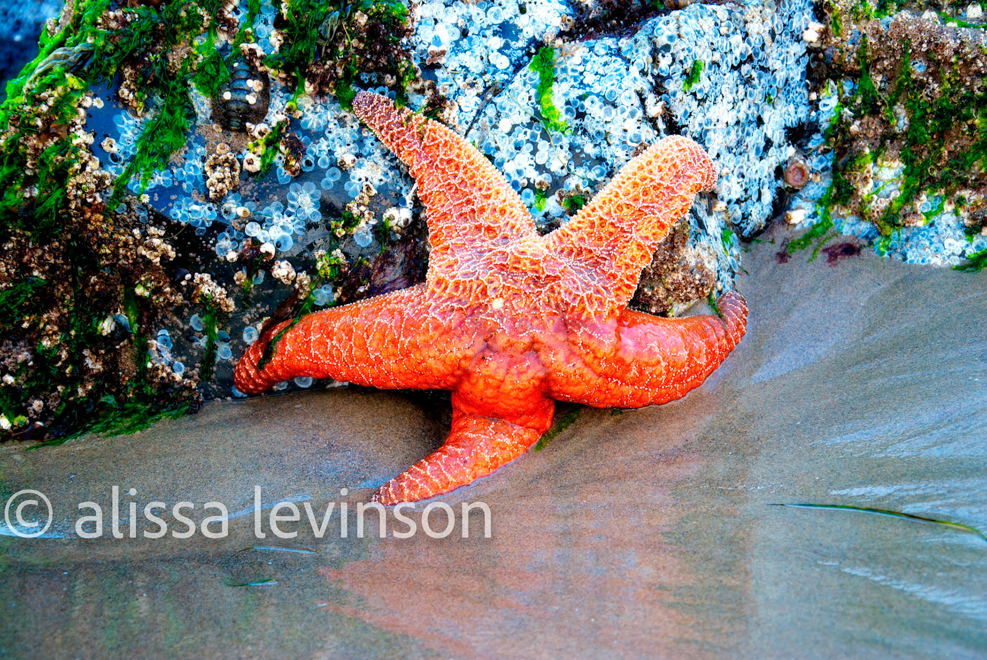 Star Fish