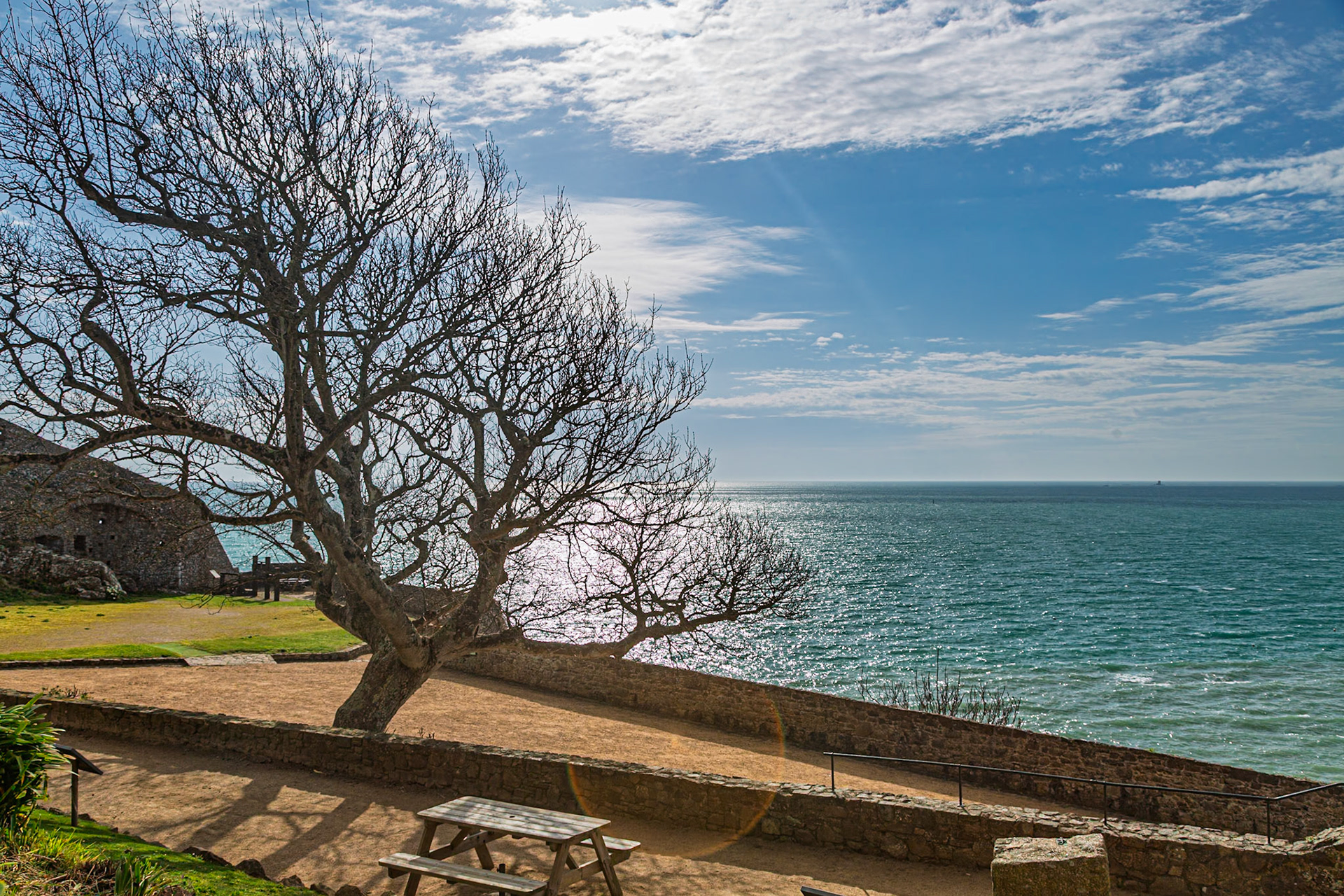 Sycamore tree in the Lower Ward at Mont Orgueil castle.