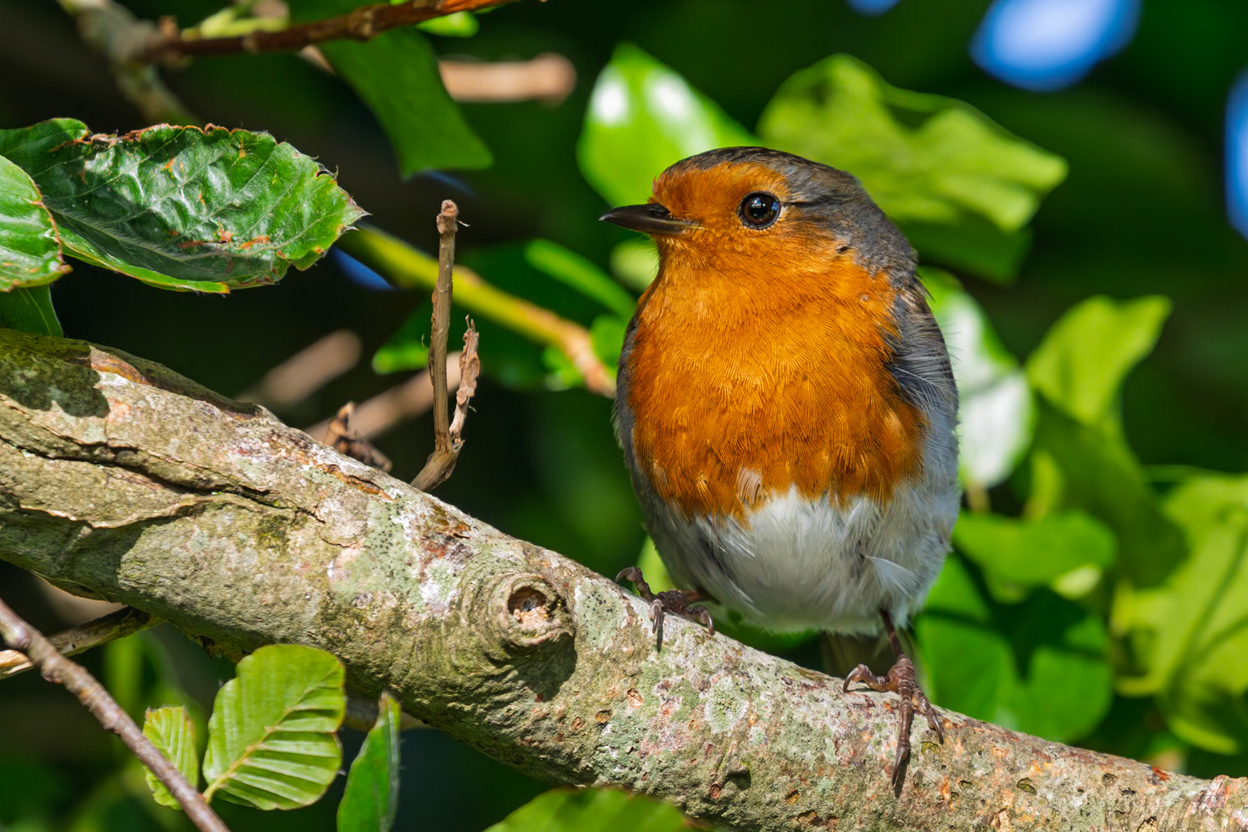 This Robin seemed happy to pose for photos.