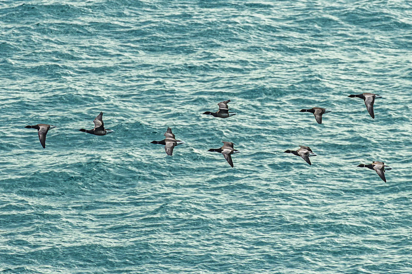 A formation of Brent geese flying past the Lower Ward of Mont Orgueil Castle.