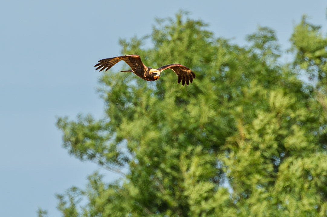 Marsh Harrier swooping in over a field of wheat.