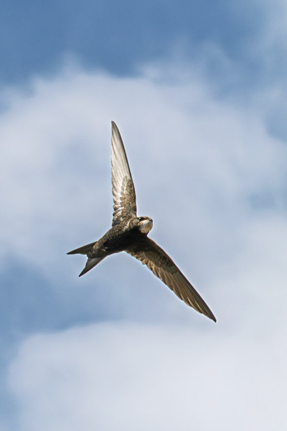 One of many Swifts flying around at Mont Orgueil Castle.
