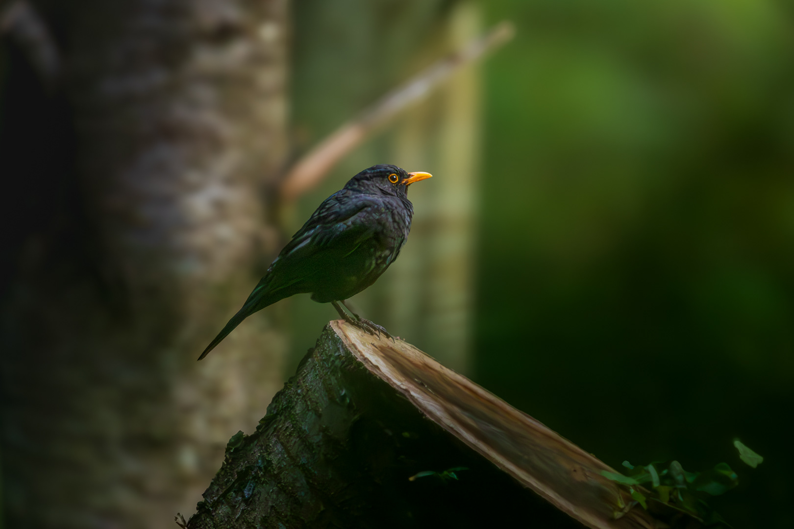 Black Bird early morning