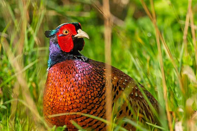 Despite the bright colours of the male pheasant they do seem to be great at slipping away undetected.