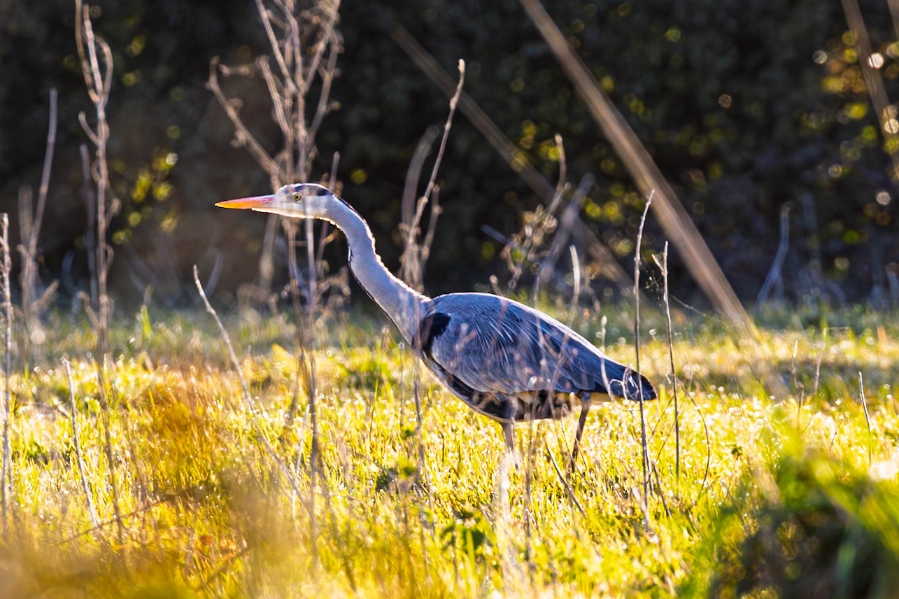 Grey Heron, walking about in a field. Left fallow.