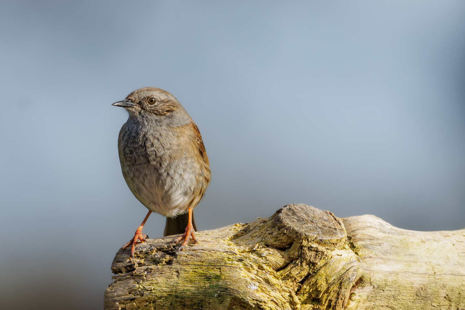 Dunnock