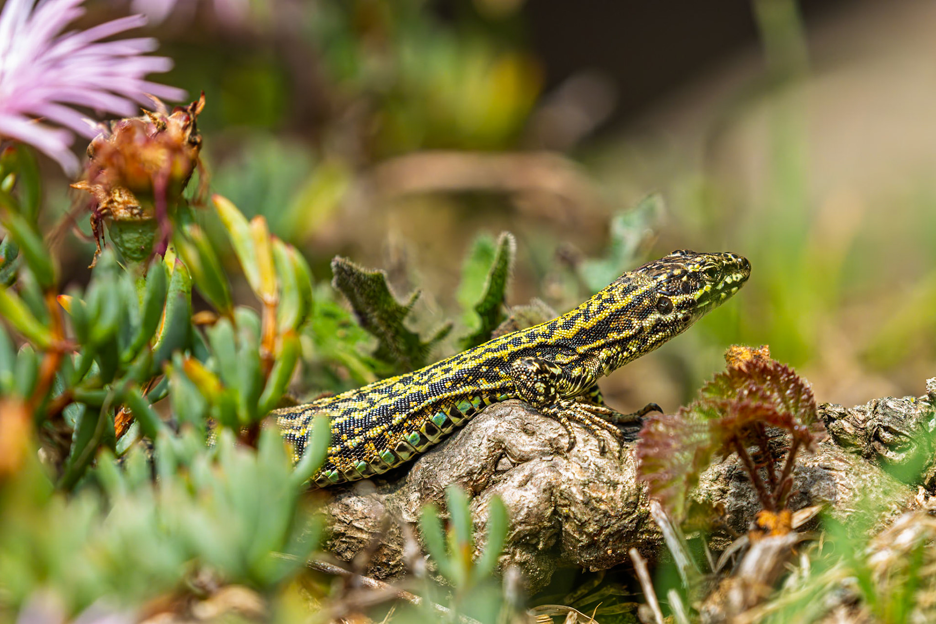 A wall lizard in the Lower Ward of Mont Orgueil castle, warming up.