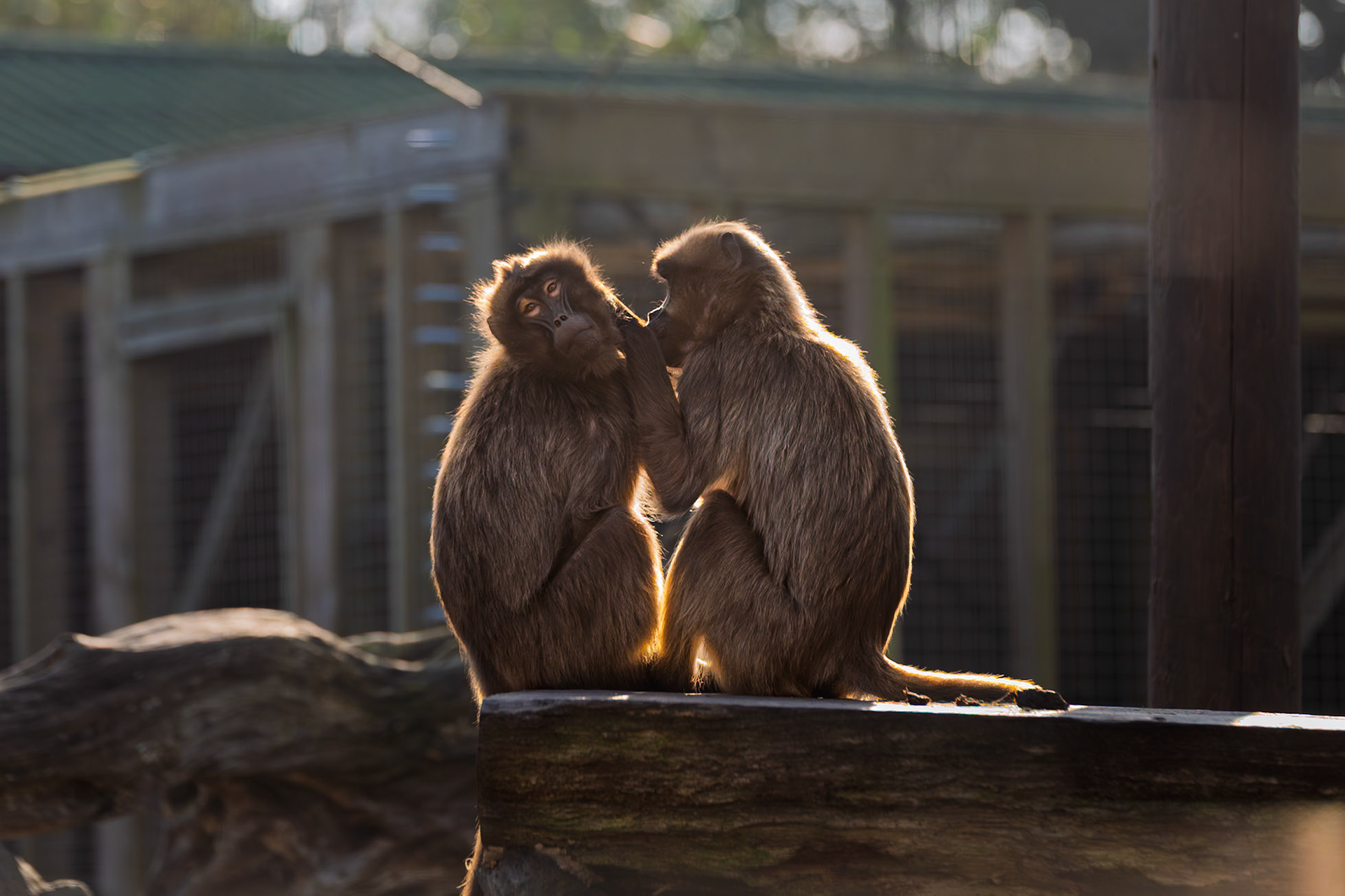 This shot taken at Jersey Zoo. Shows siblings caring for each other. Bleeding-heart monkey or the gelada baboon.