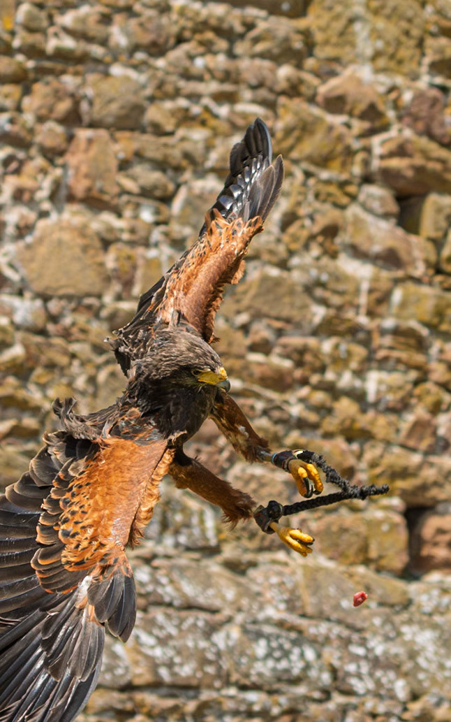 Sovereign catching a piece of meat thrown up by the Tudor Falconer at the castle.