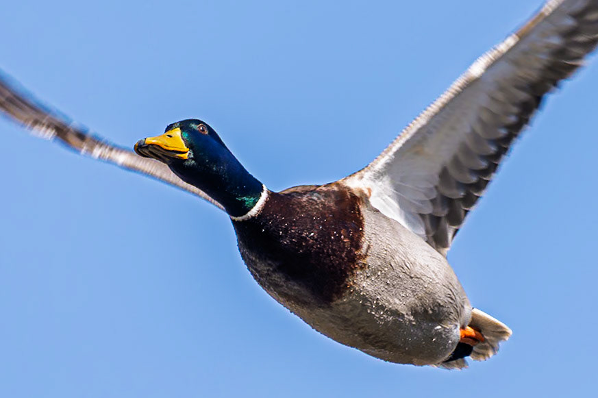 Not my best picture of a duck but I find he's expression amusing.