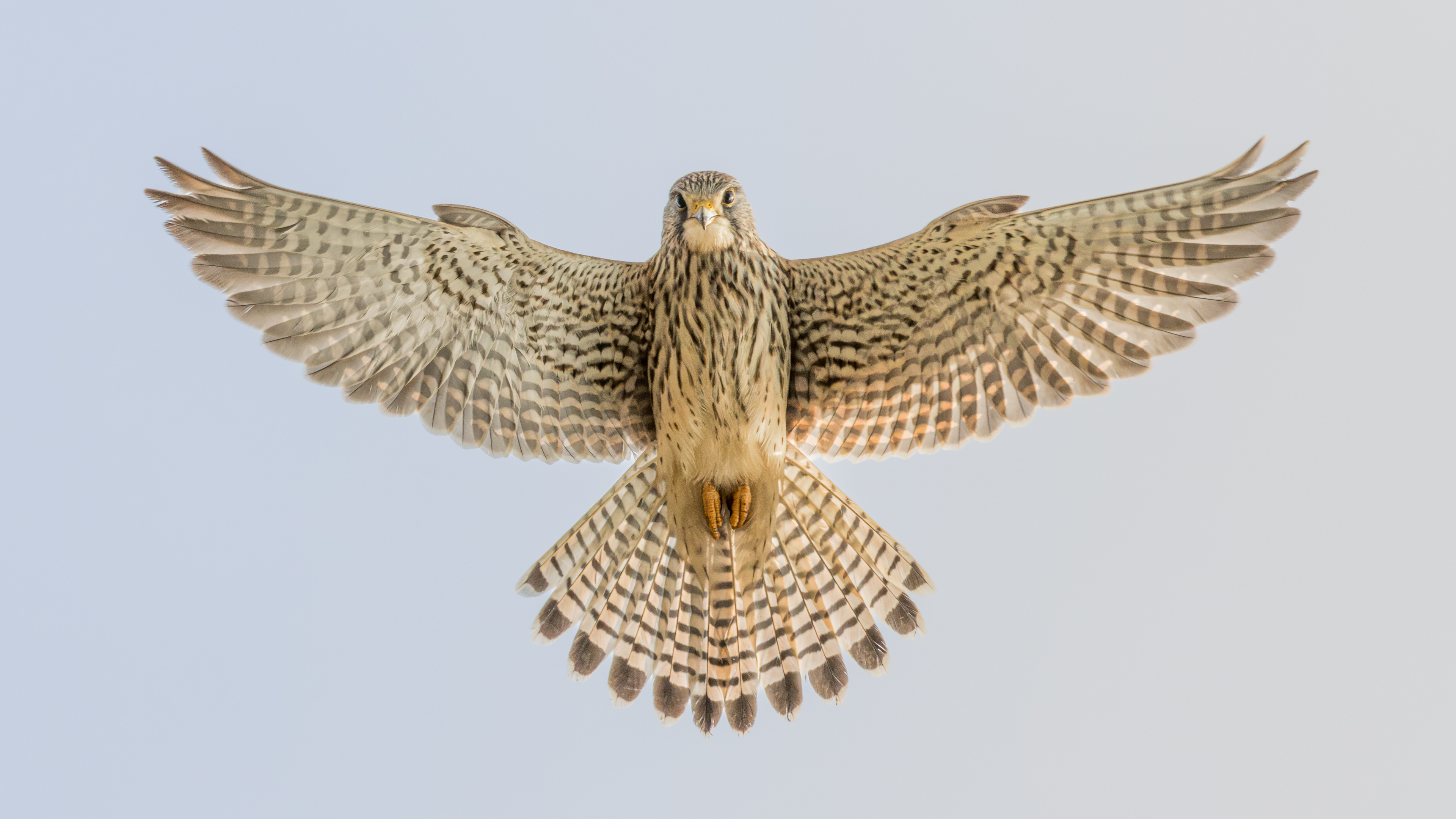 Kestrel looking right down at me.