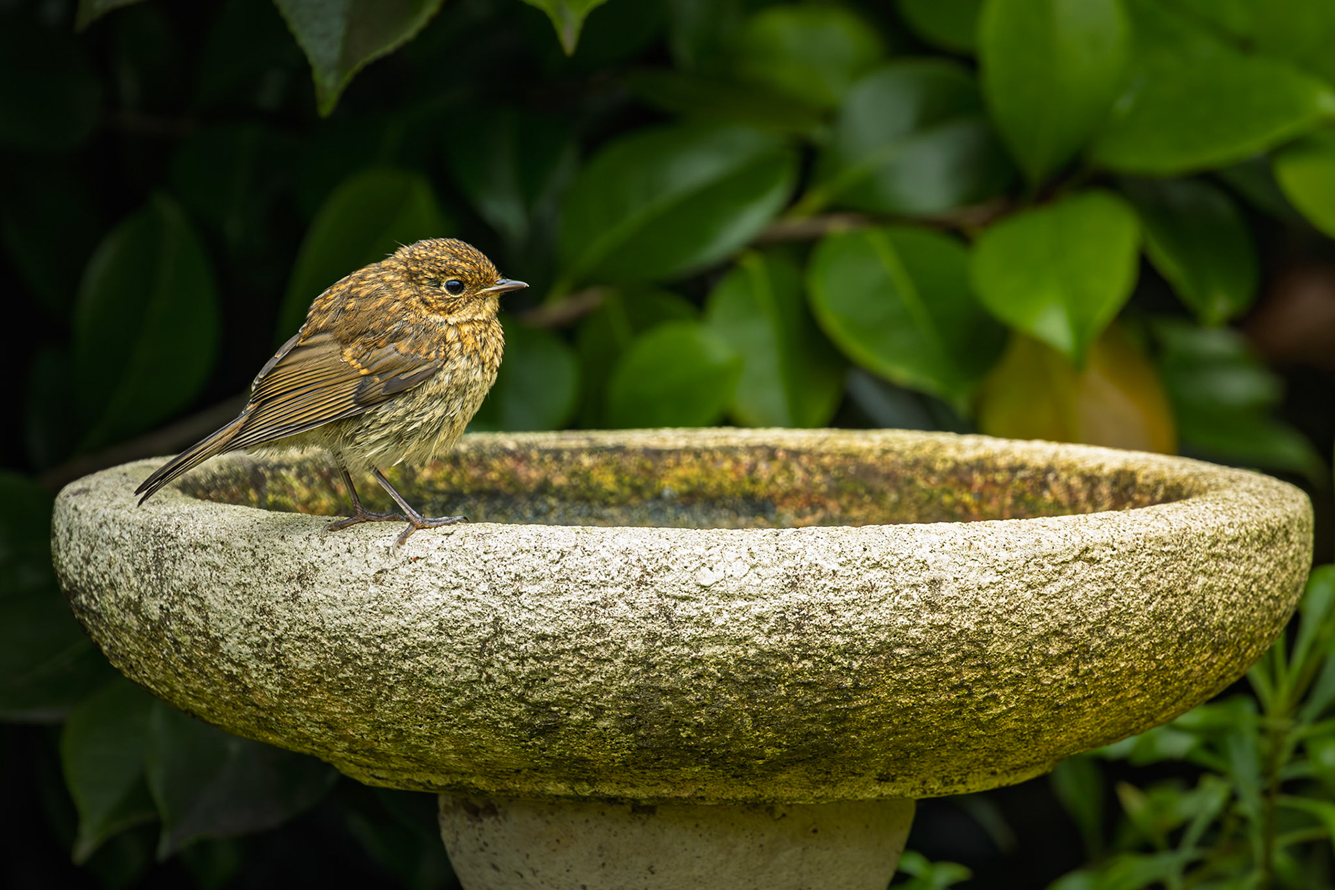 A Juvenile Robin at the garden bird bath