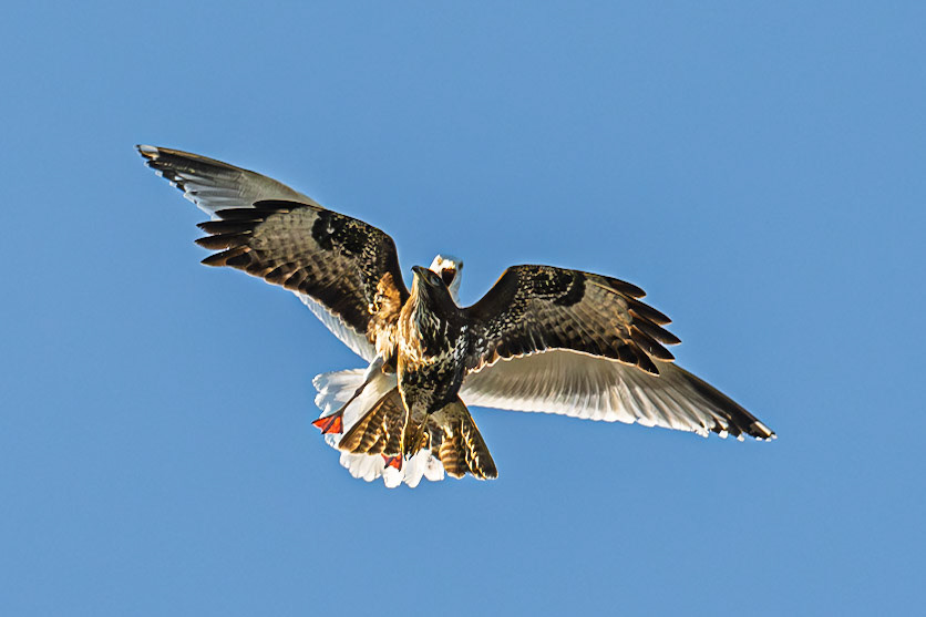 A seagull chasing off a buzzard.