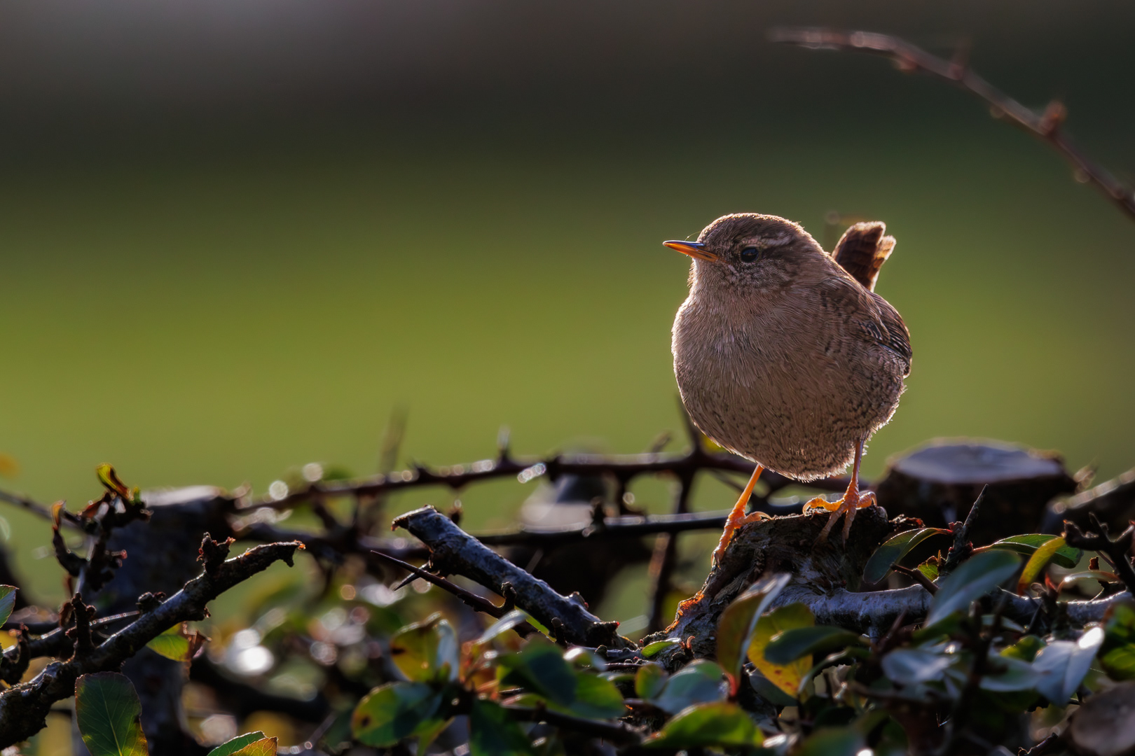 Wren