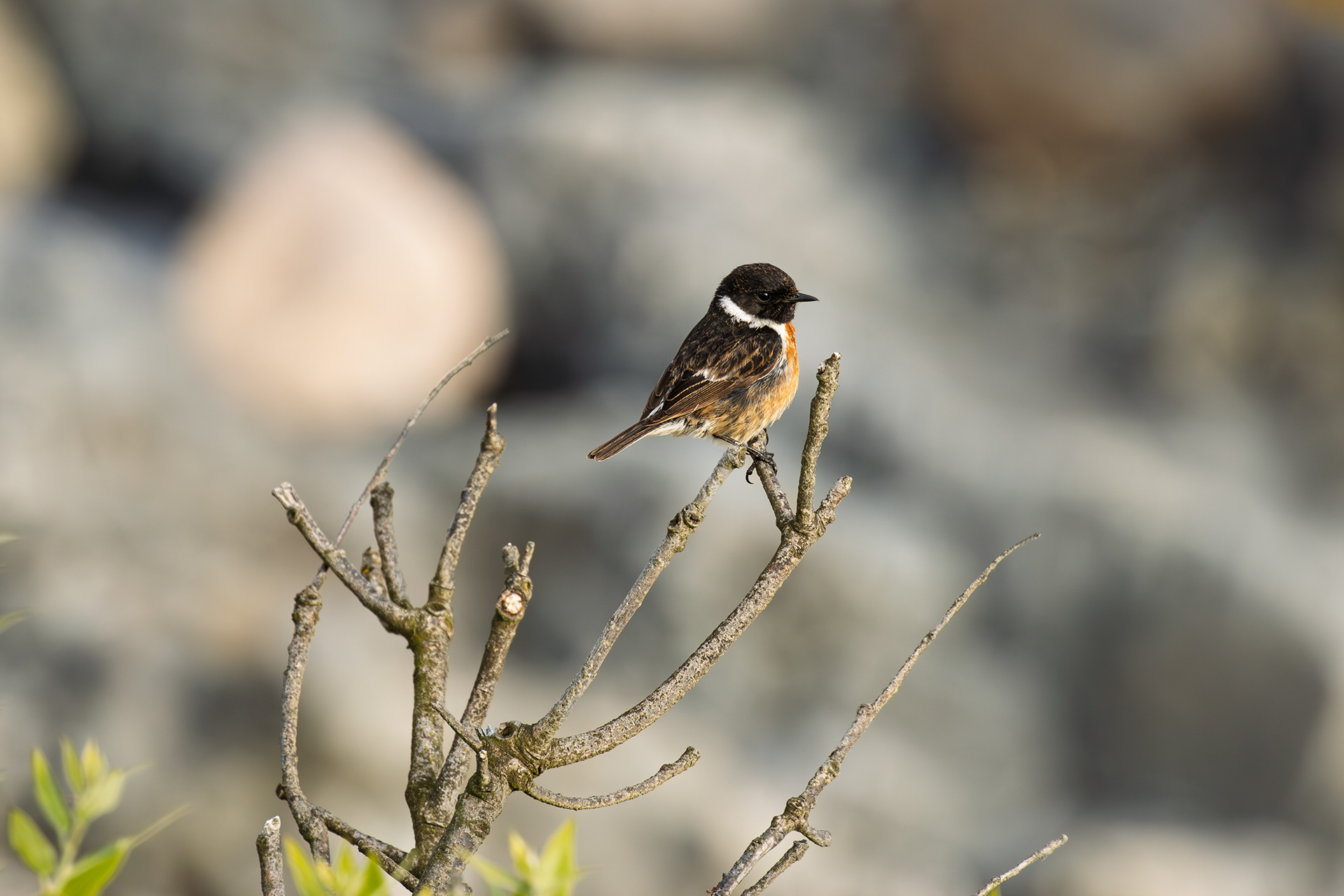 Stonechat