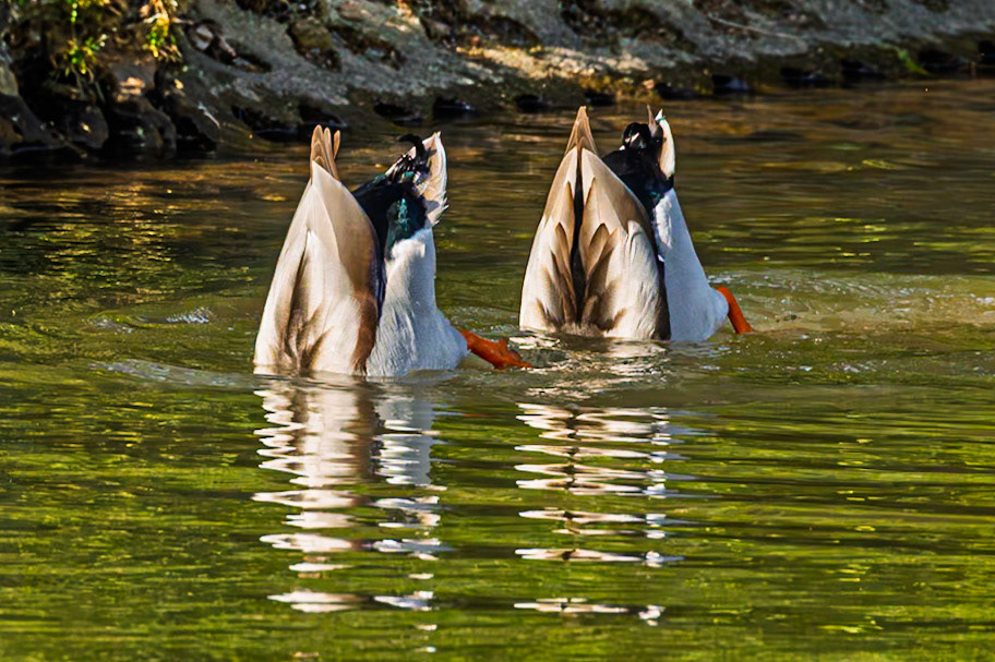 Two male Mallard ducks, both fishing at the same time.