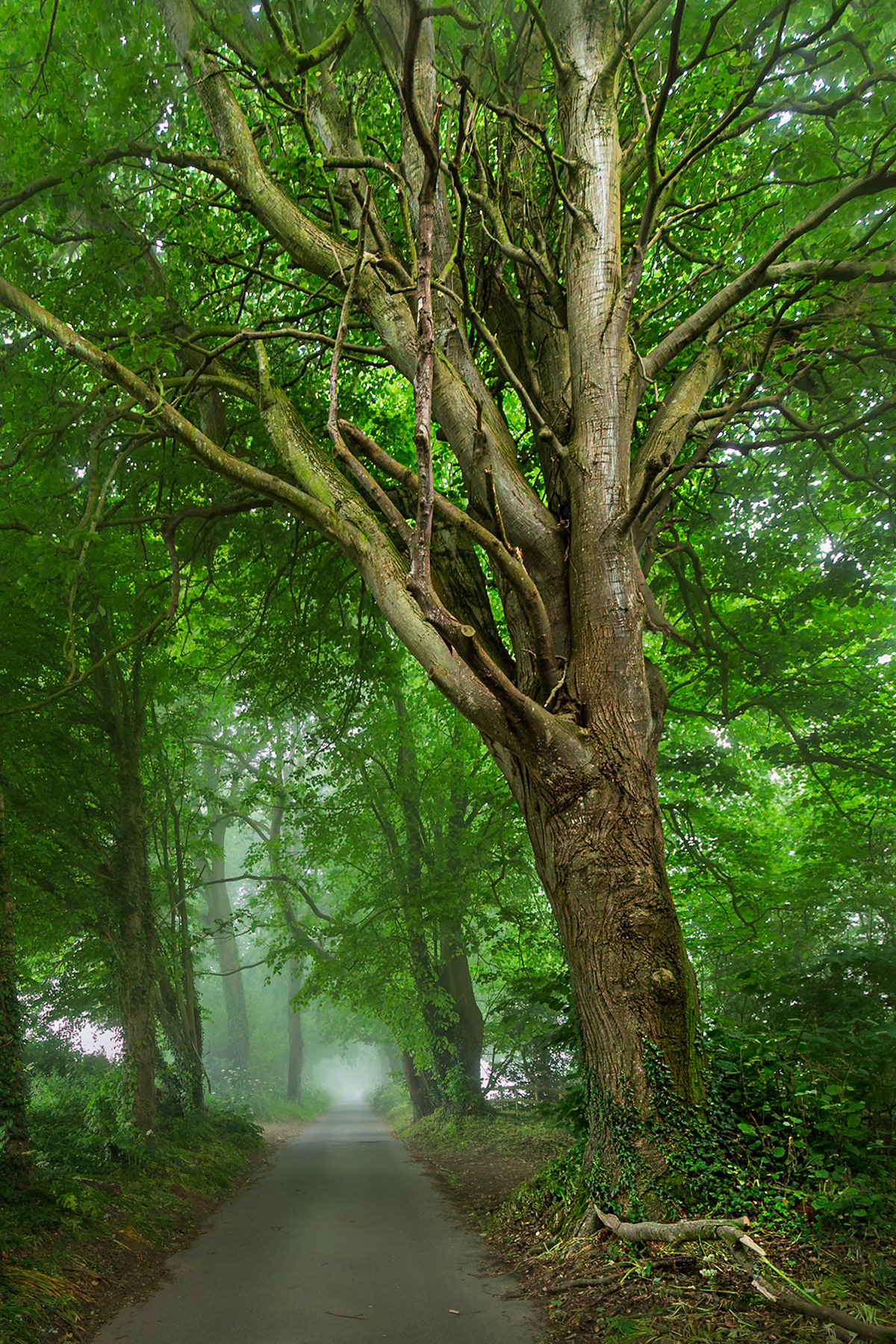 La Chasse des Demoiselles Bandinel in the mist looking west.