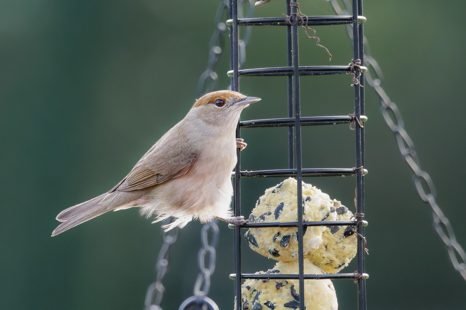 Black Cap (female)