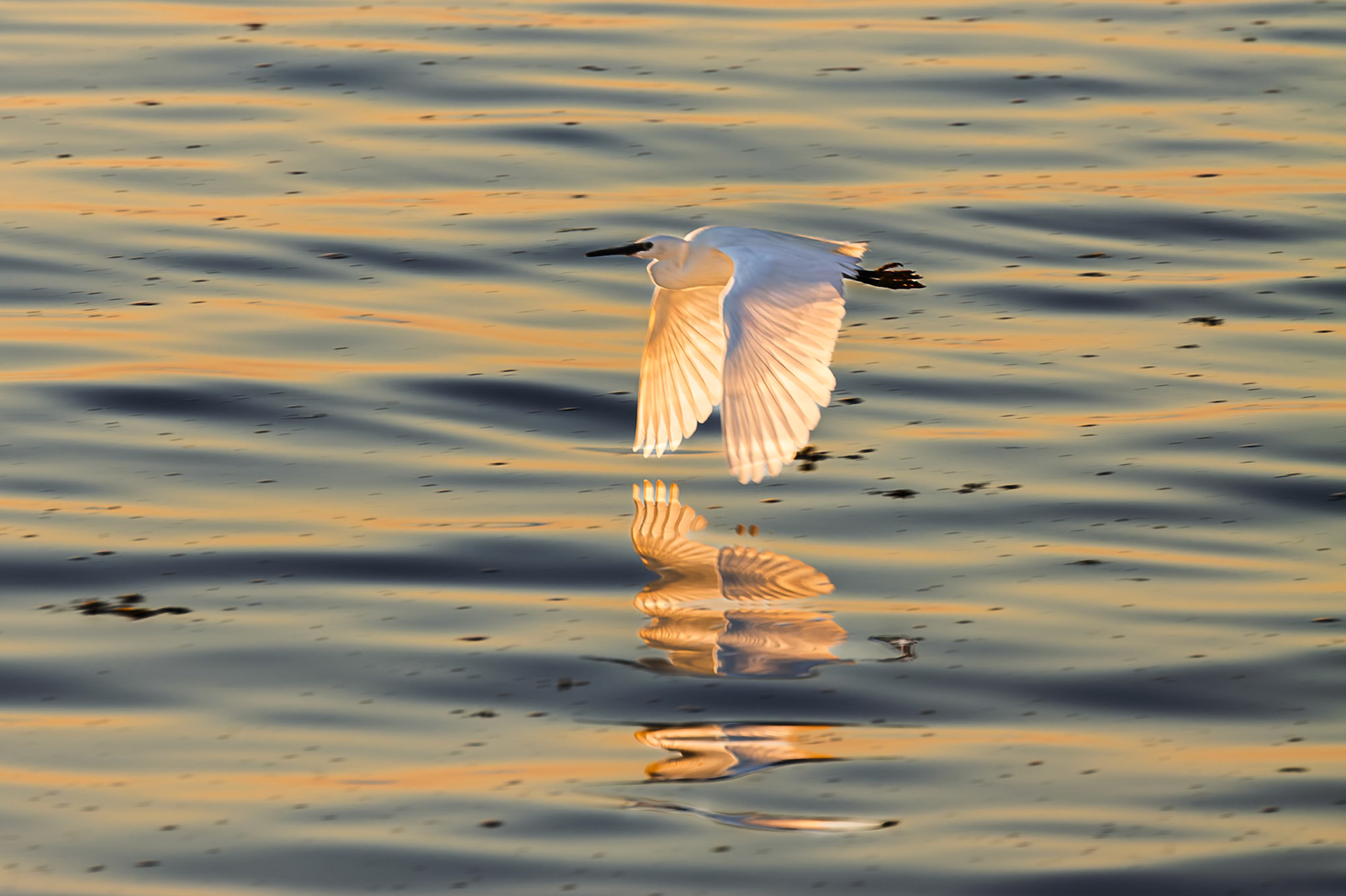 An egret with its reflection as it flies low over the sea at Archirondel.