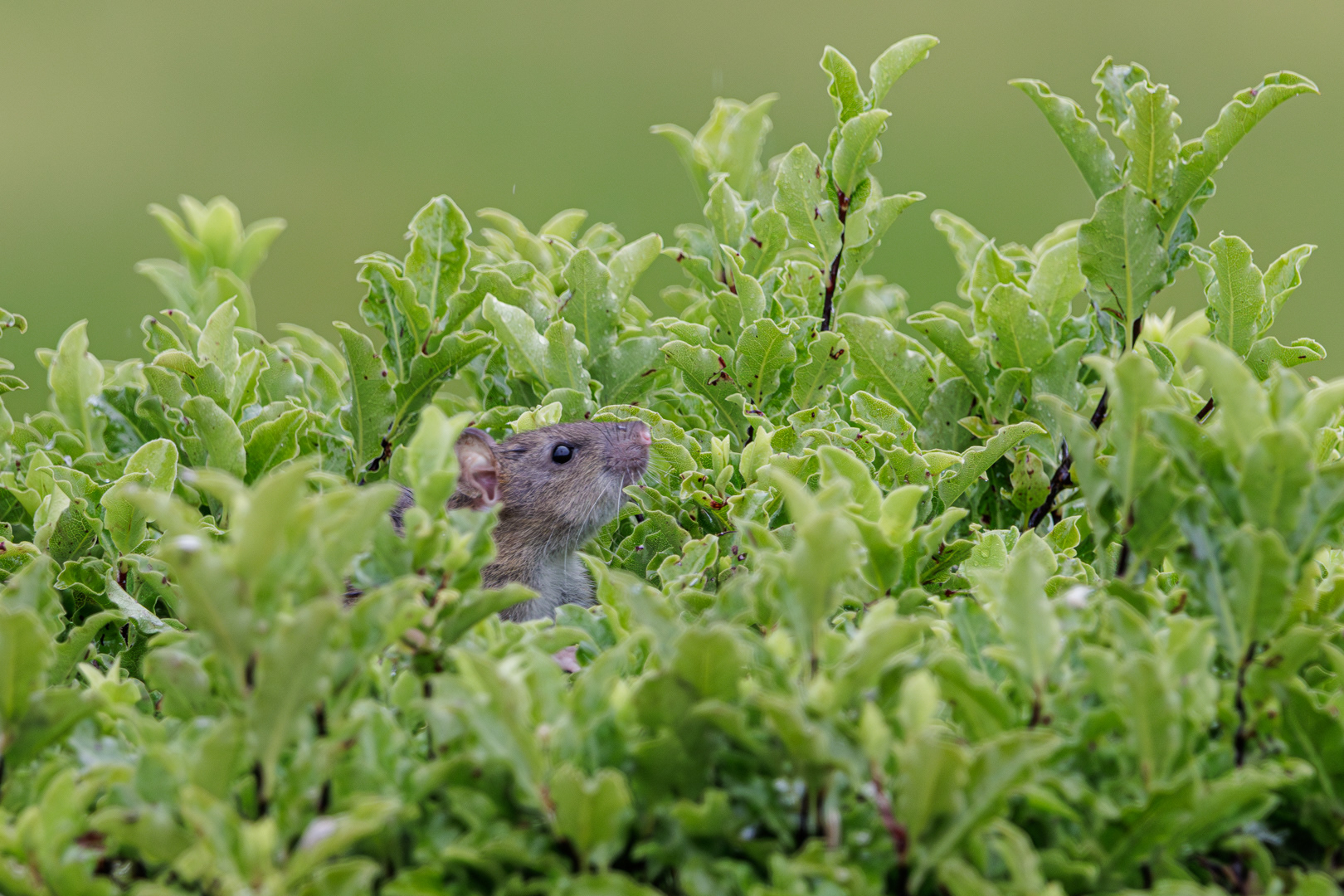 Rat in the bush