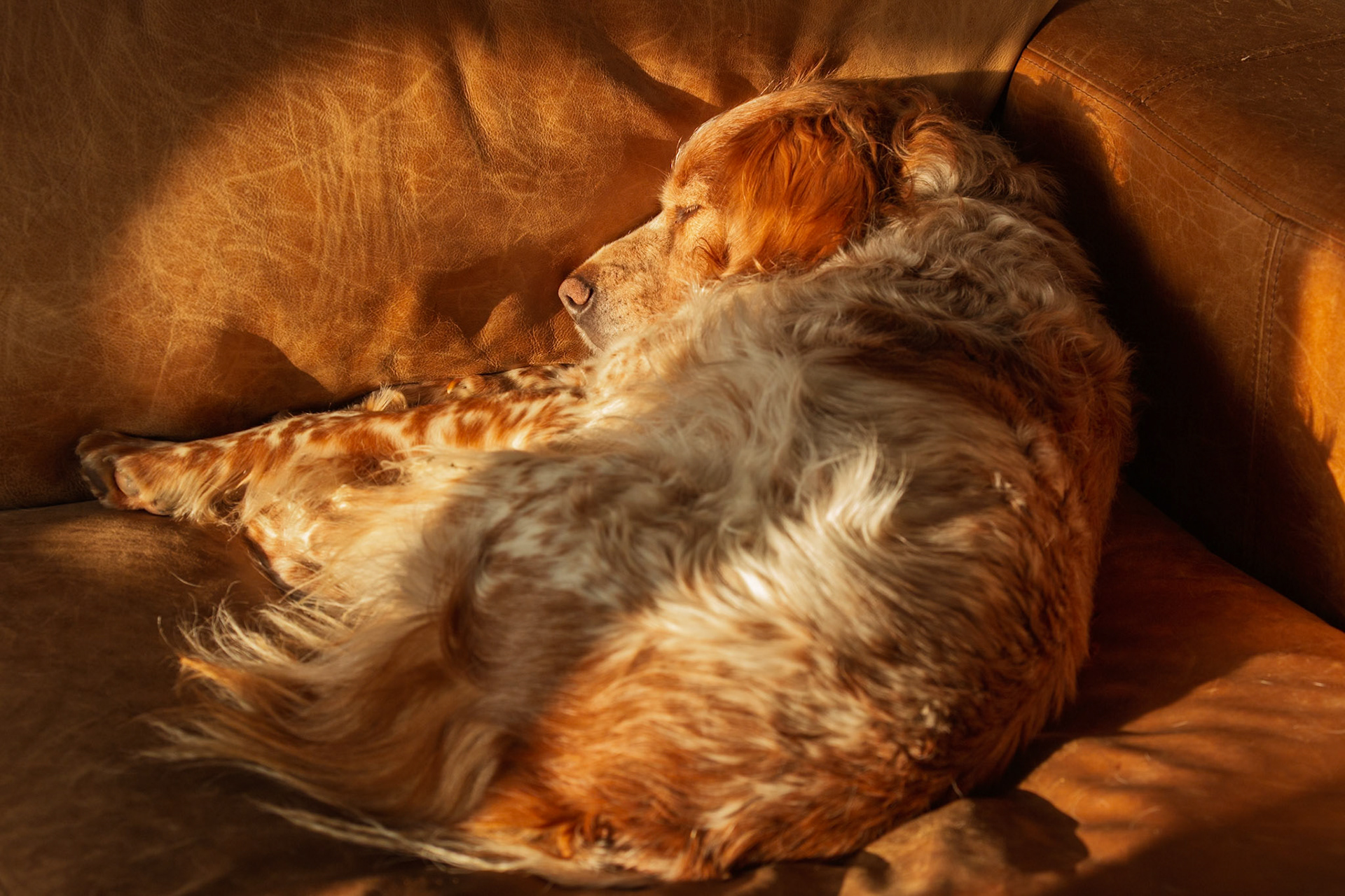 My dog Basil caught in his natural habitat in golden hour.