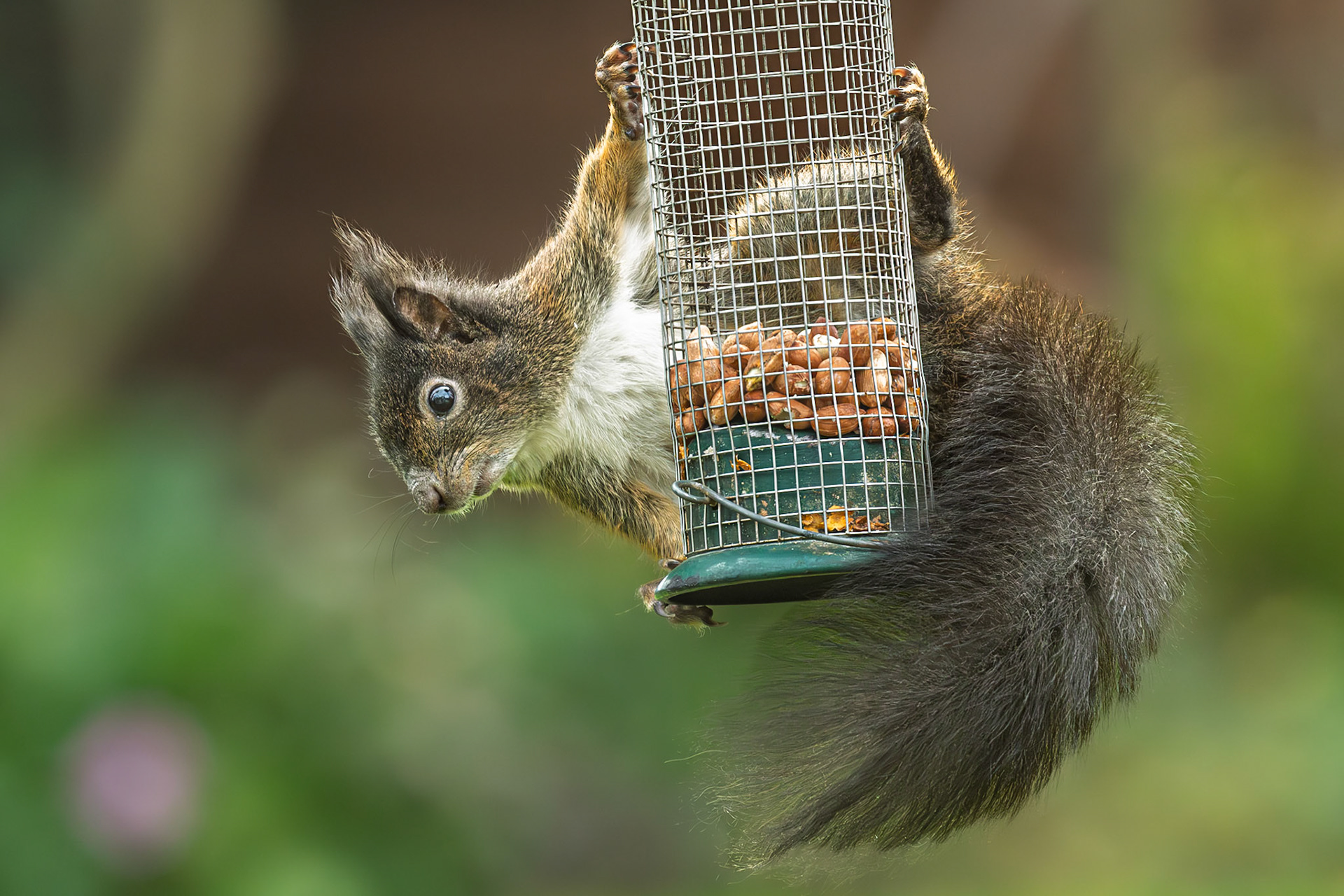 Squirrel on the garden nut feeder.