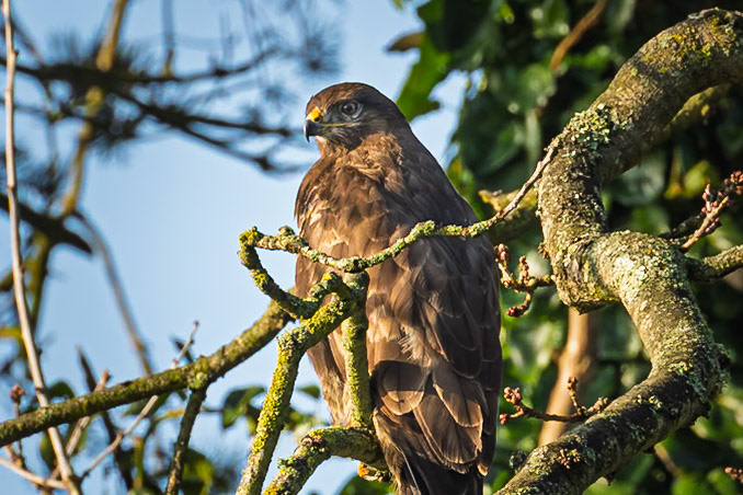 A common Buzzard perched on the branches of a tree.