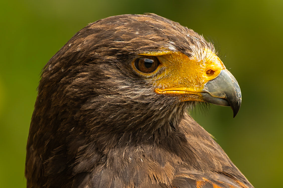 A portrait of sovereign a Harris's Hawk at Mont orgueil castle