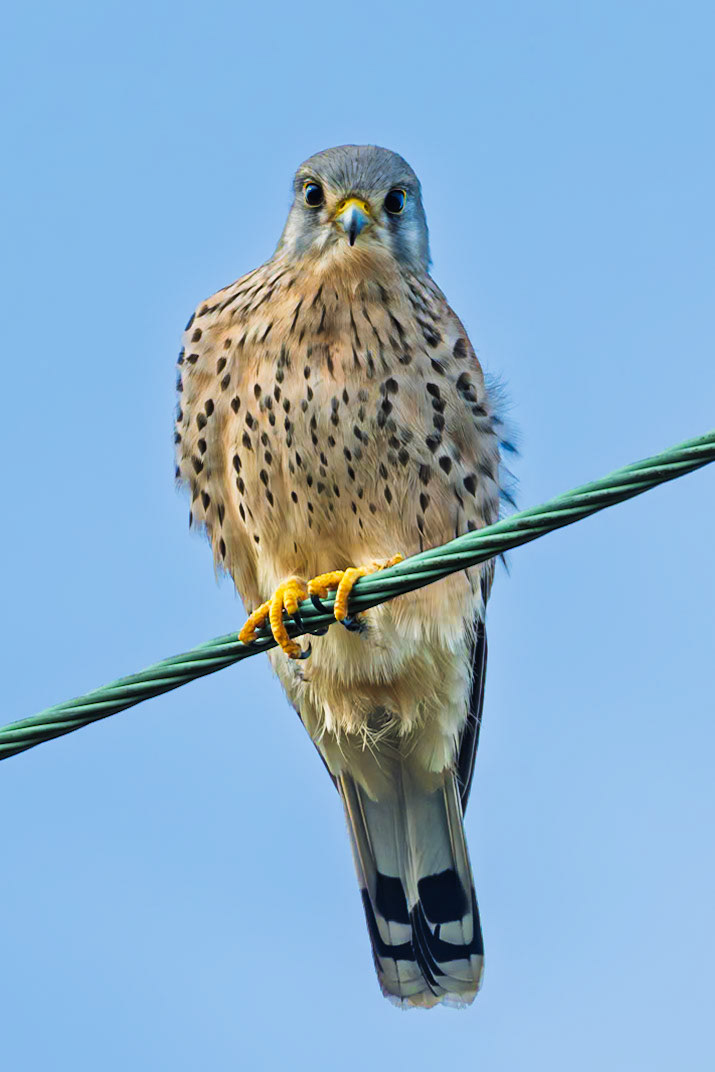kestrel sitting on the telephone cable, looking straight at me.